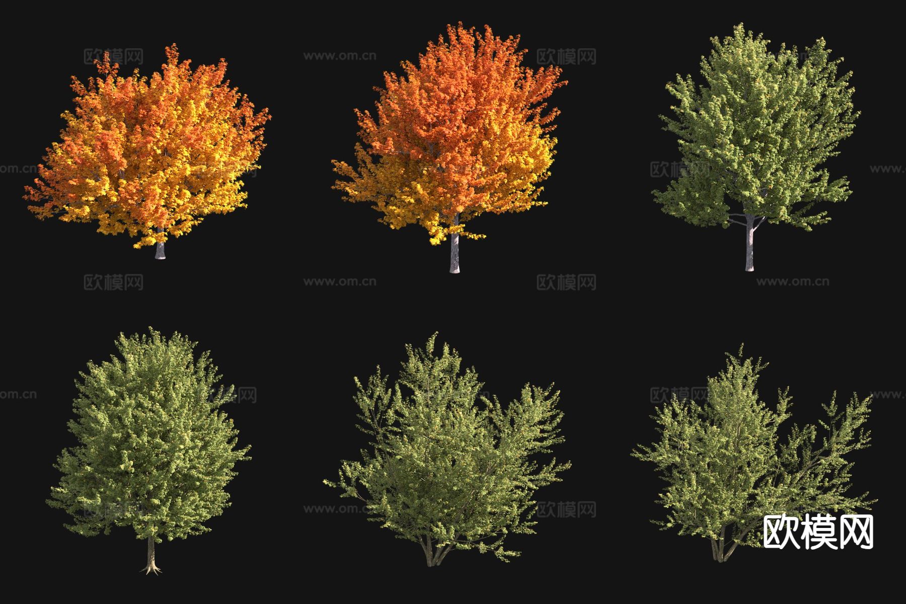 银白槭树 秋景植物 景观树3d模型