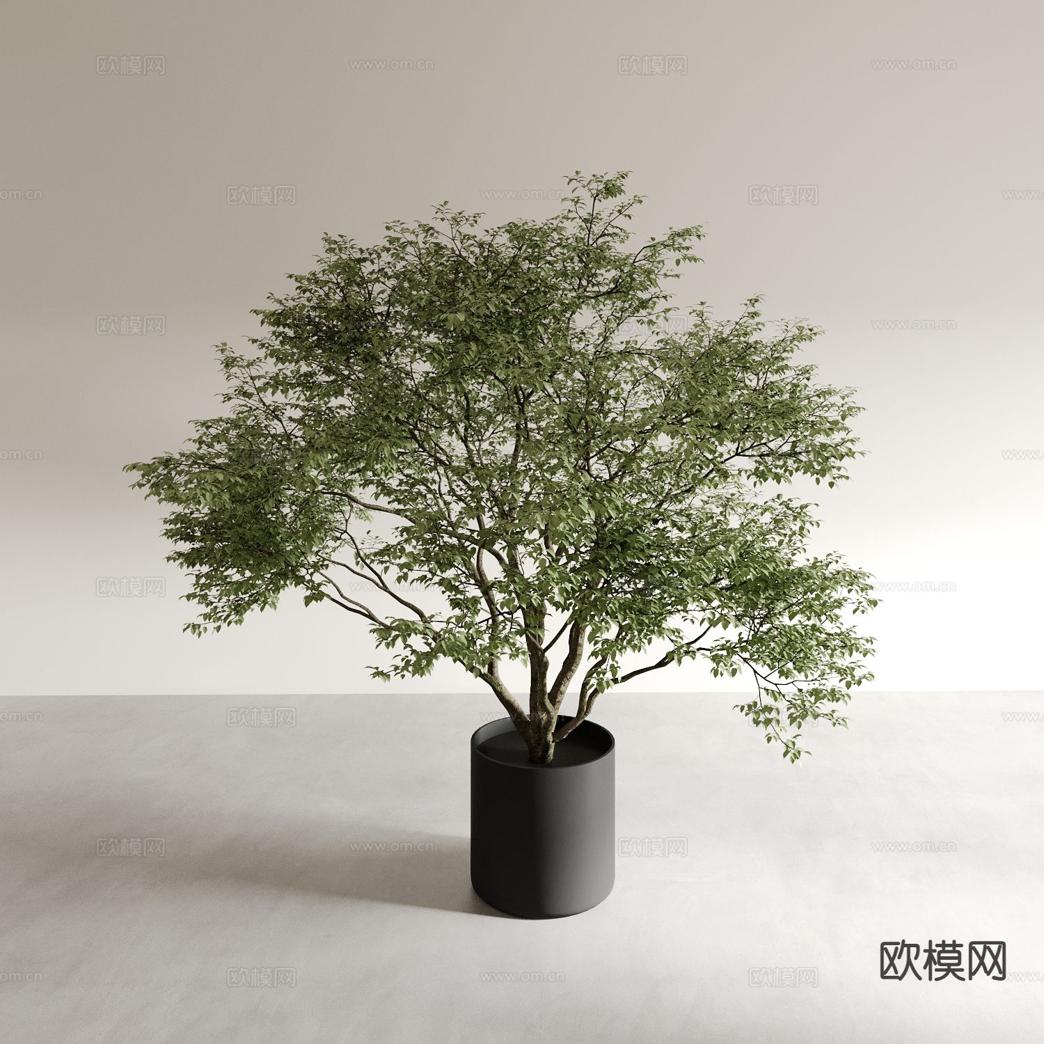 盆景 盆栽 室内绿植 植物摆件3d模型