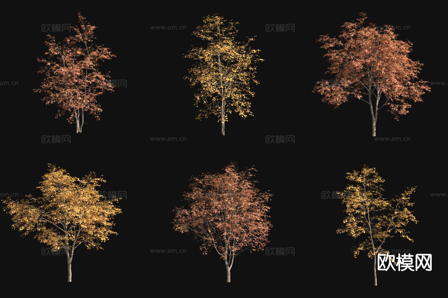 君范槭三角槭树 秋景植物3d模型