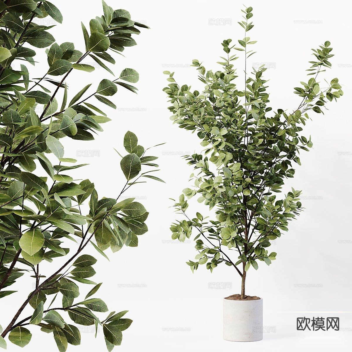 绿植 盆栽3d模型下载