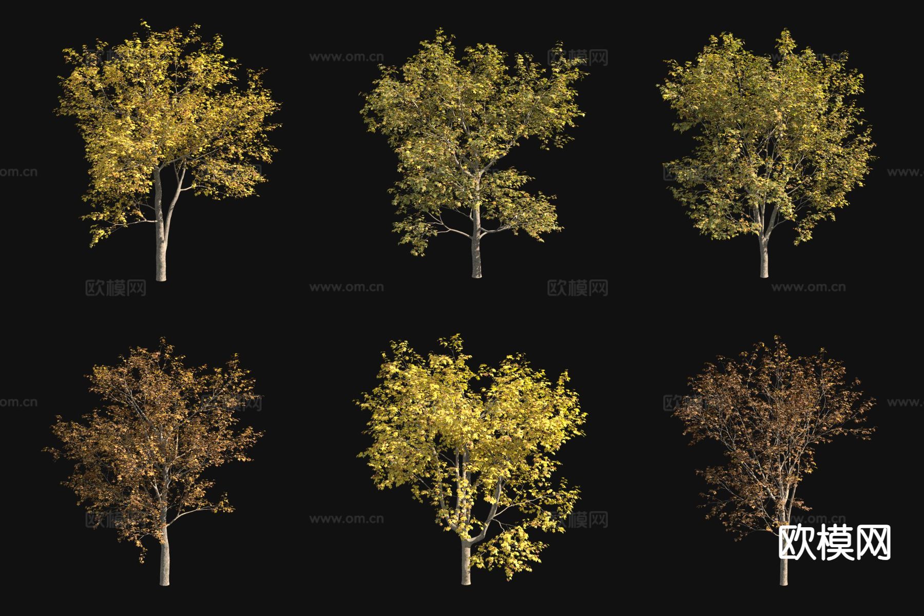 三球悬铃木 法国梧桐树 秋景植物3d模型