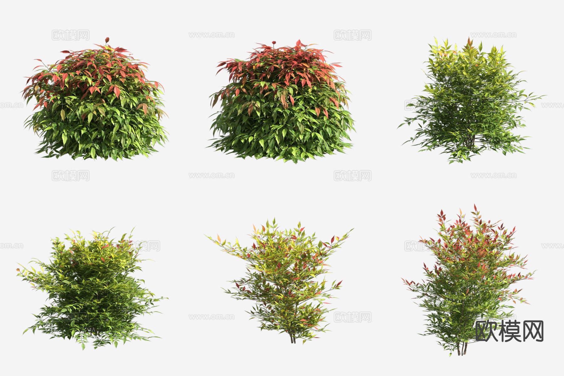 南天竹灌木 花树 秋景植物3d模型