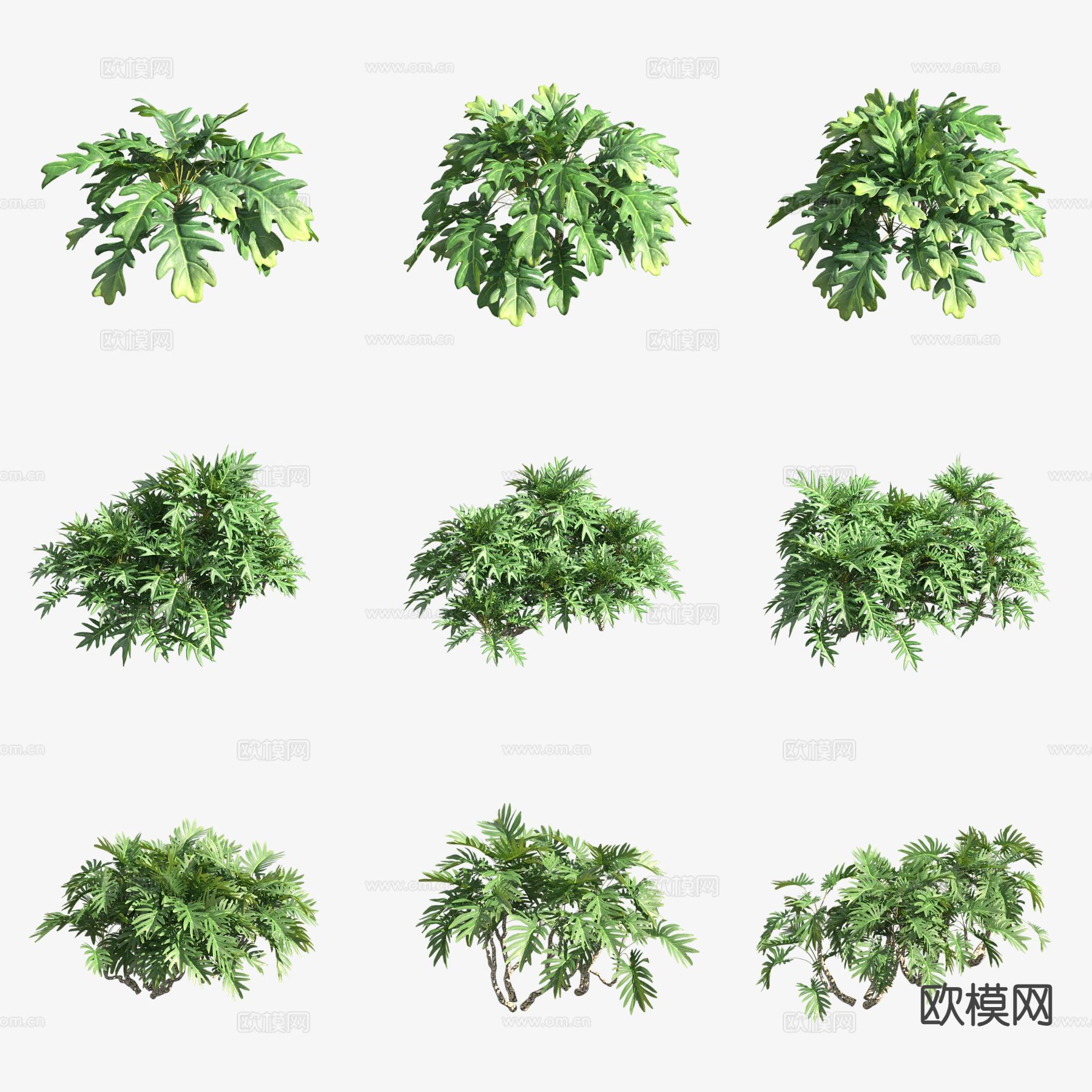 仙羽蔓绿绒 花草3d模型