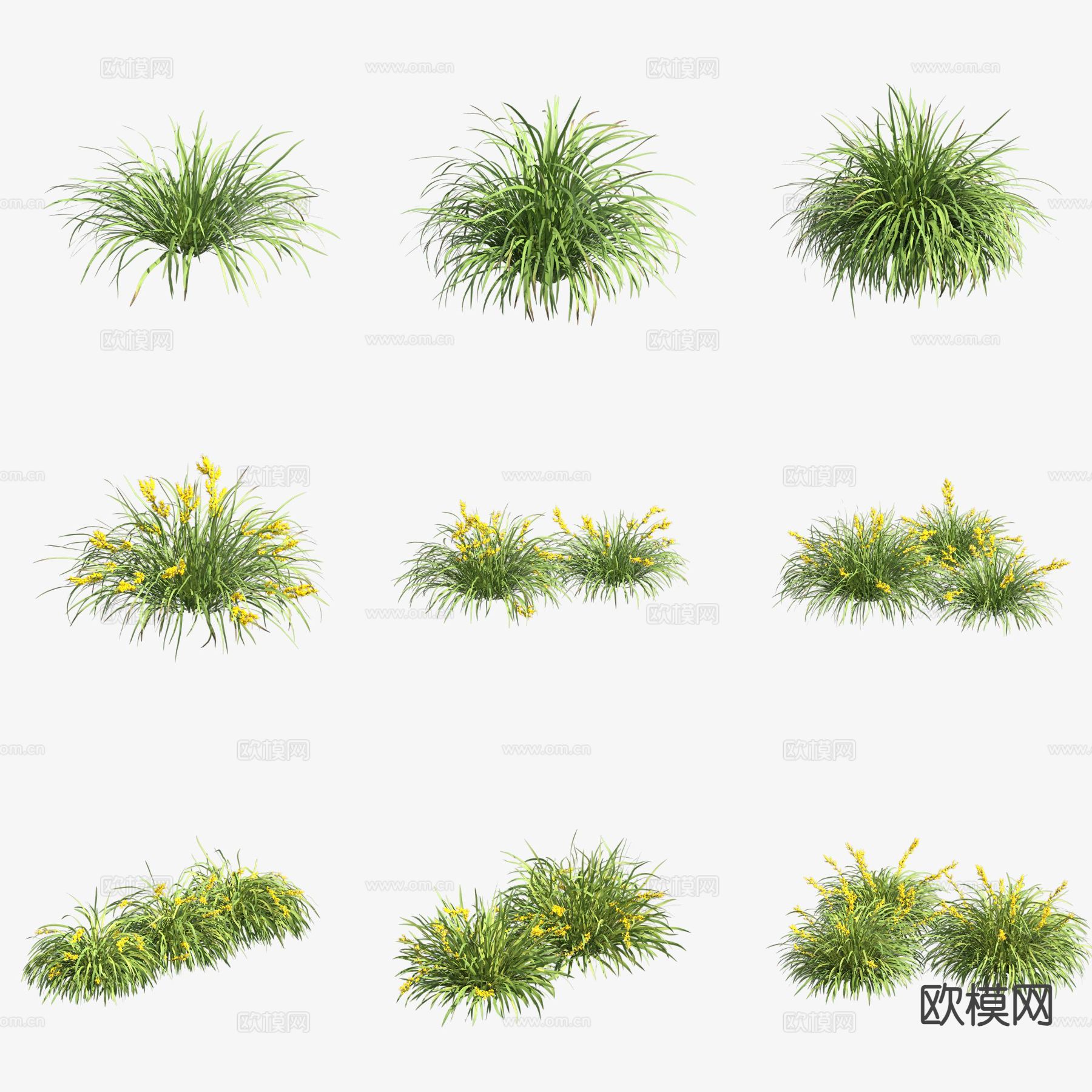 多须草花草3d模型