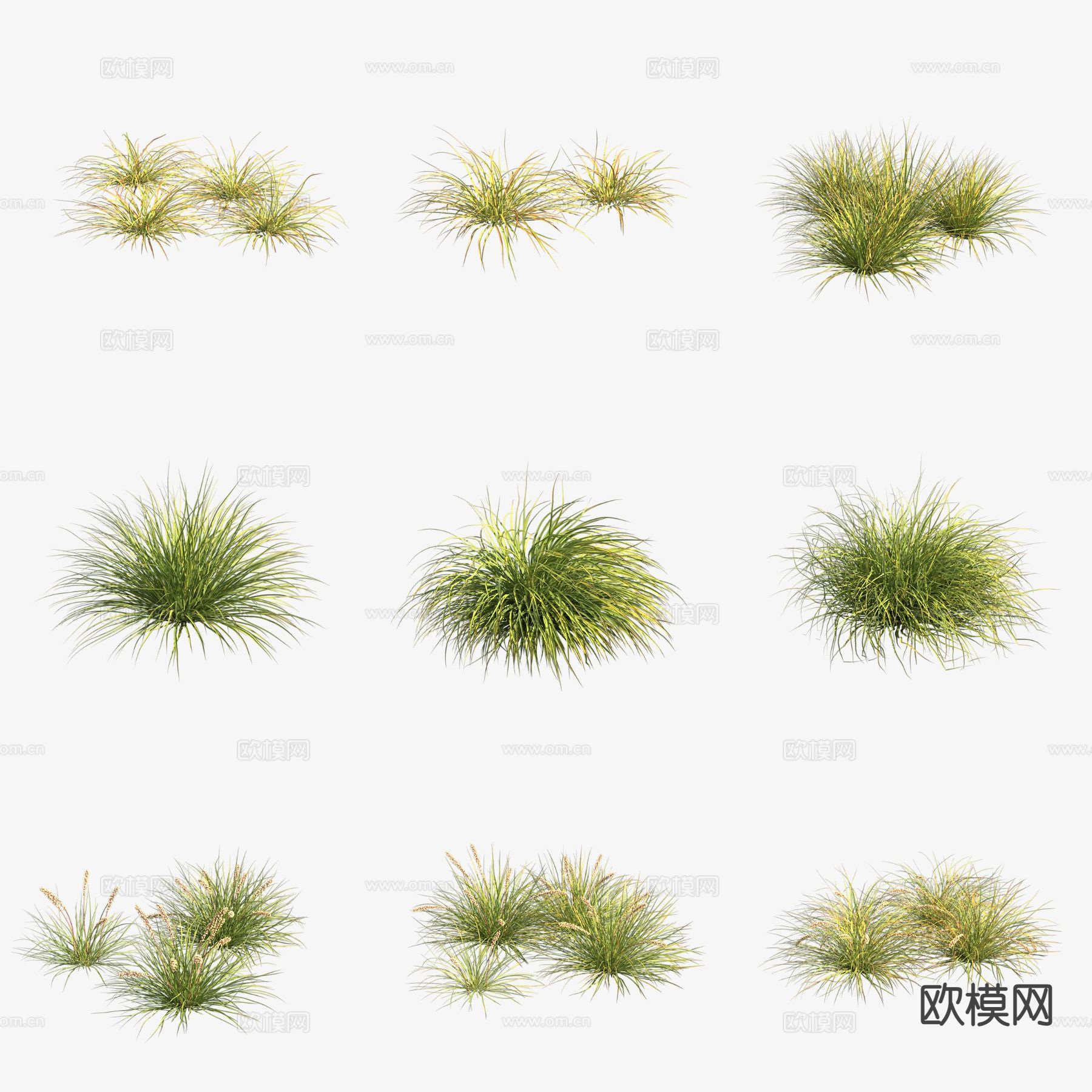 天门冬科多须草 花草3d模型