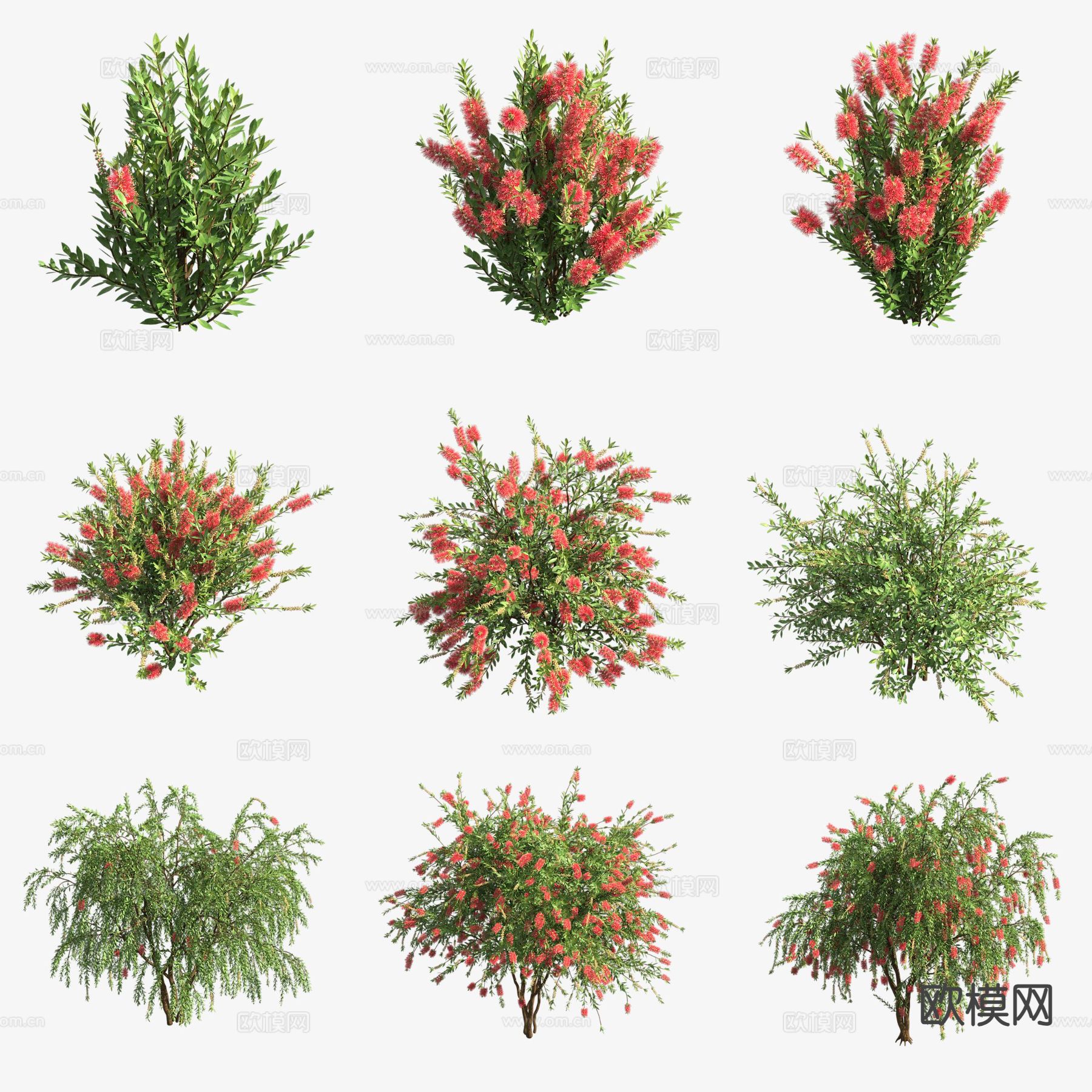 美花红千层花树 花草 灌木3d模型