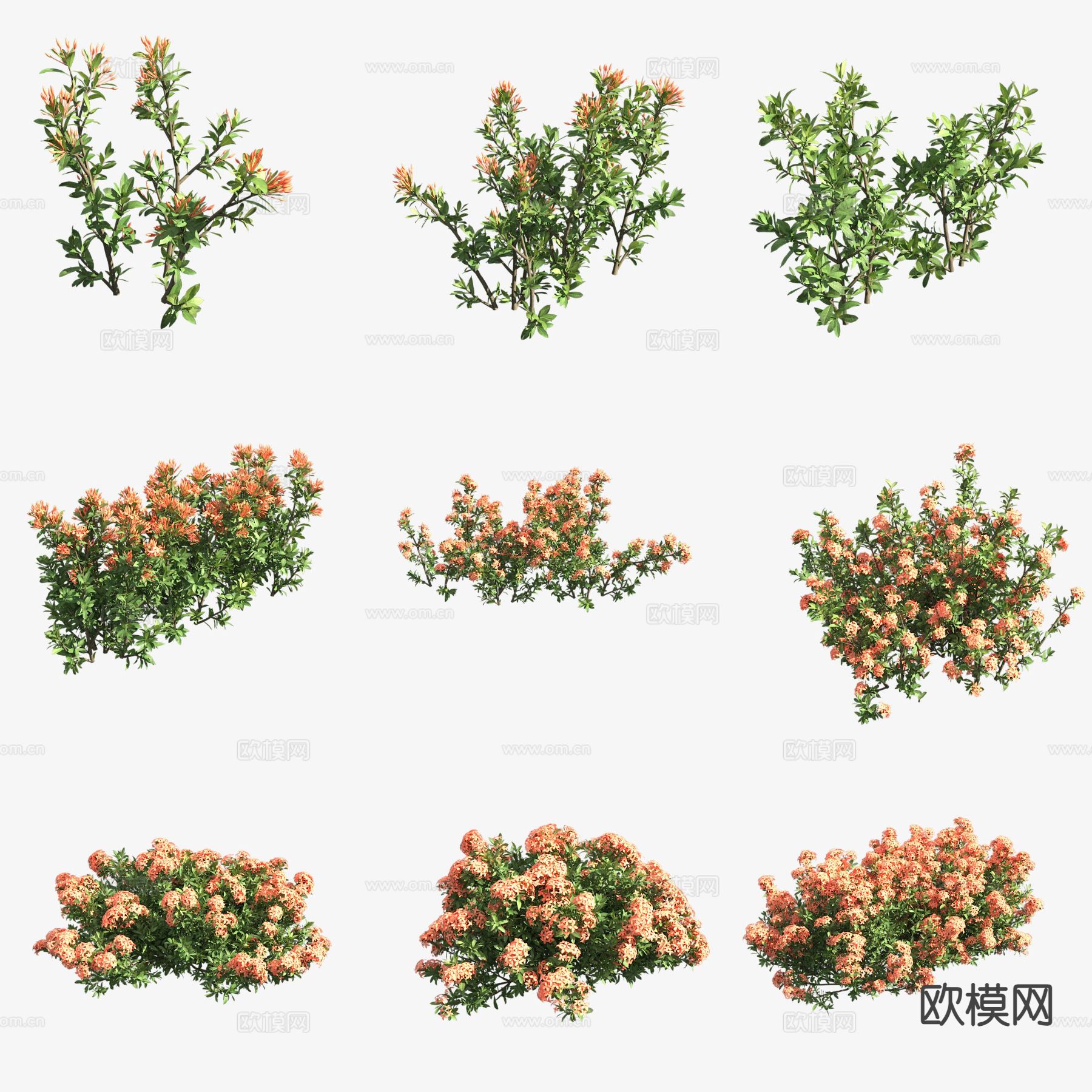 珊瑚花 灌木3d模型