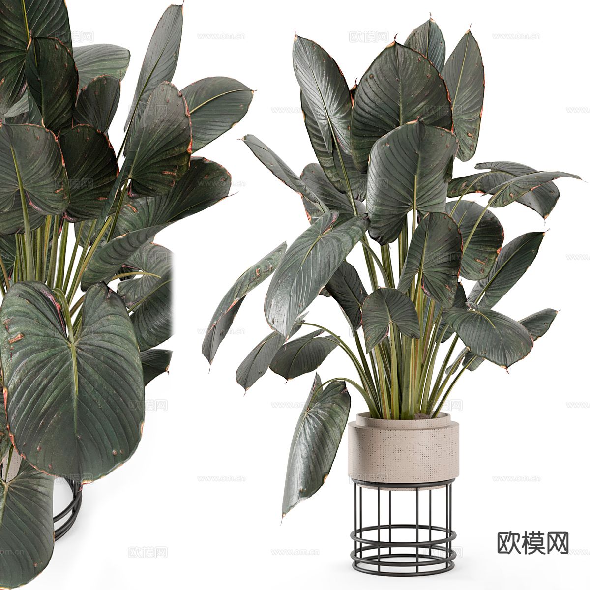 盆栽 花盆 室内植物3d模型