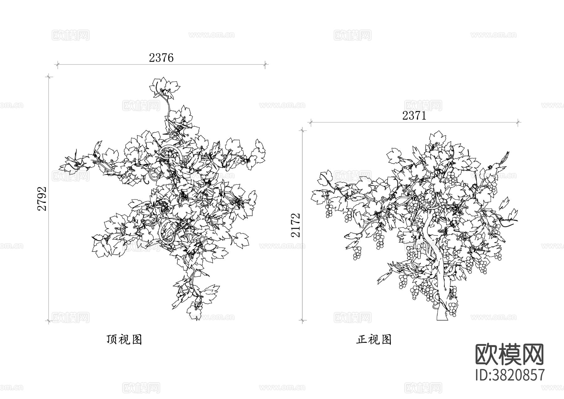 葡萄园藤蔓 葡萄藤 葡萄蔓cad图库