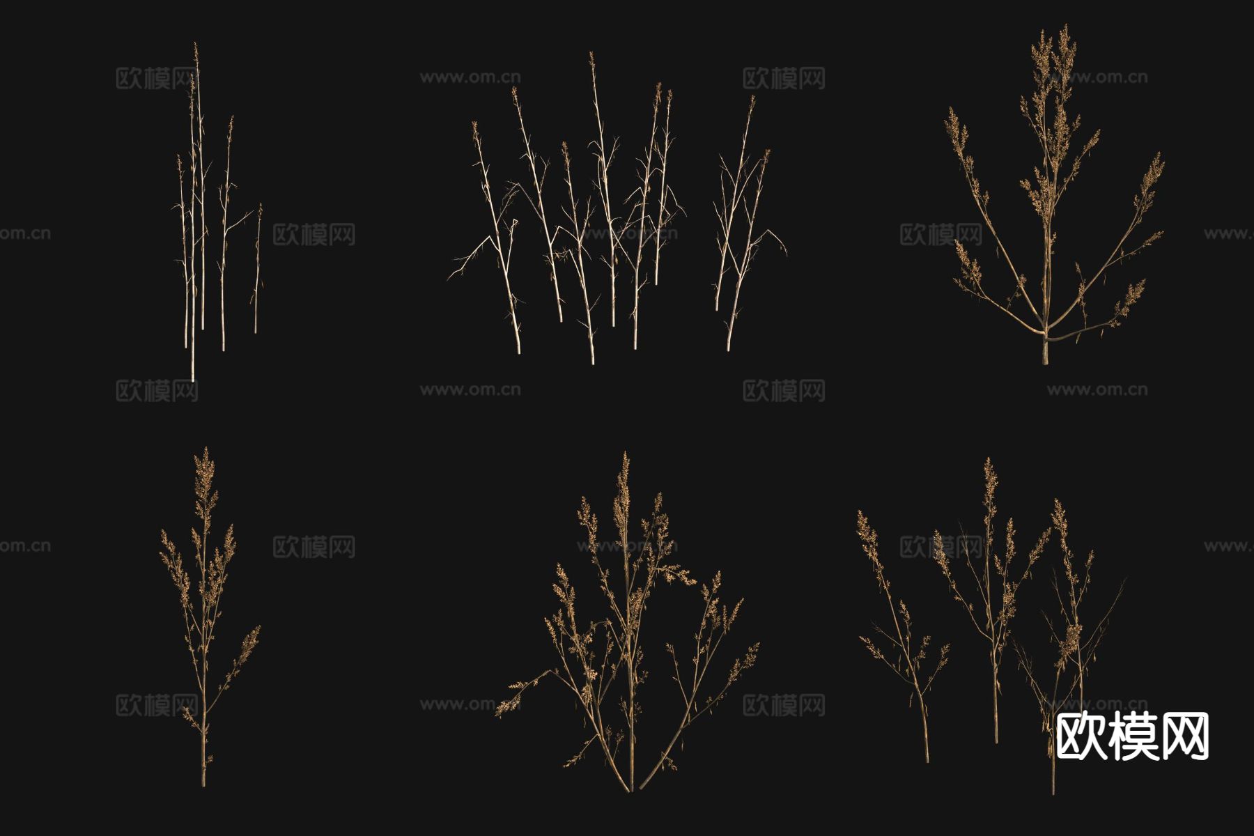 老鸦谷繁穗苋枯草3d模型