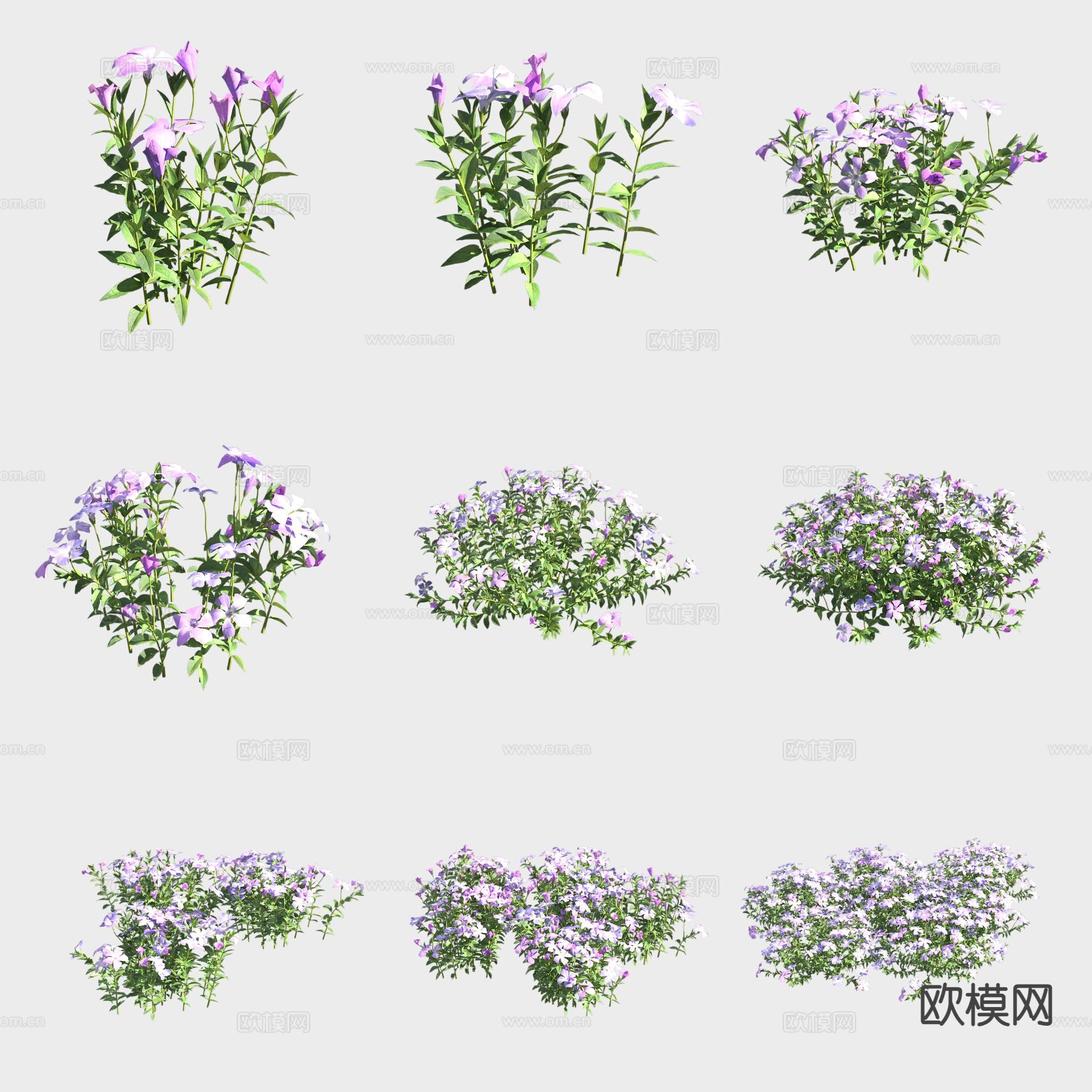 小蔓长春花 花草3d模型