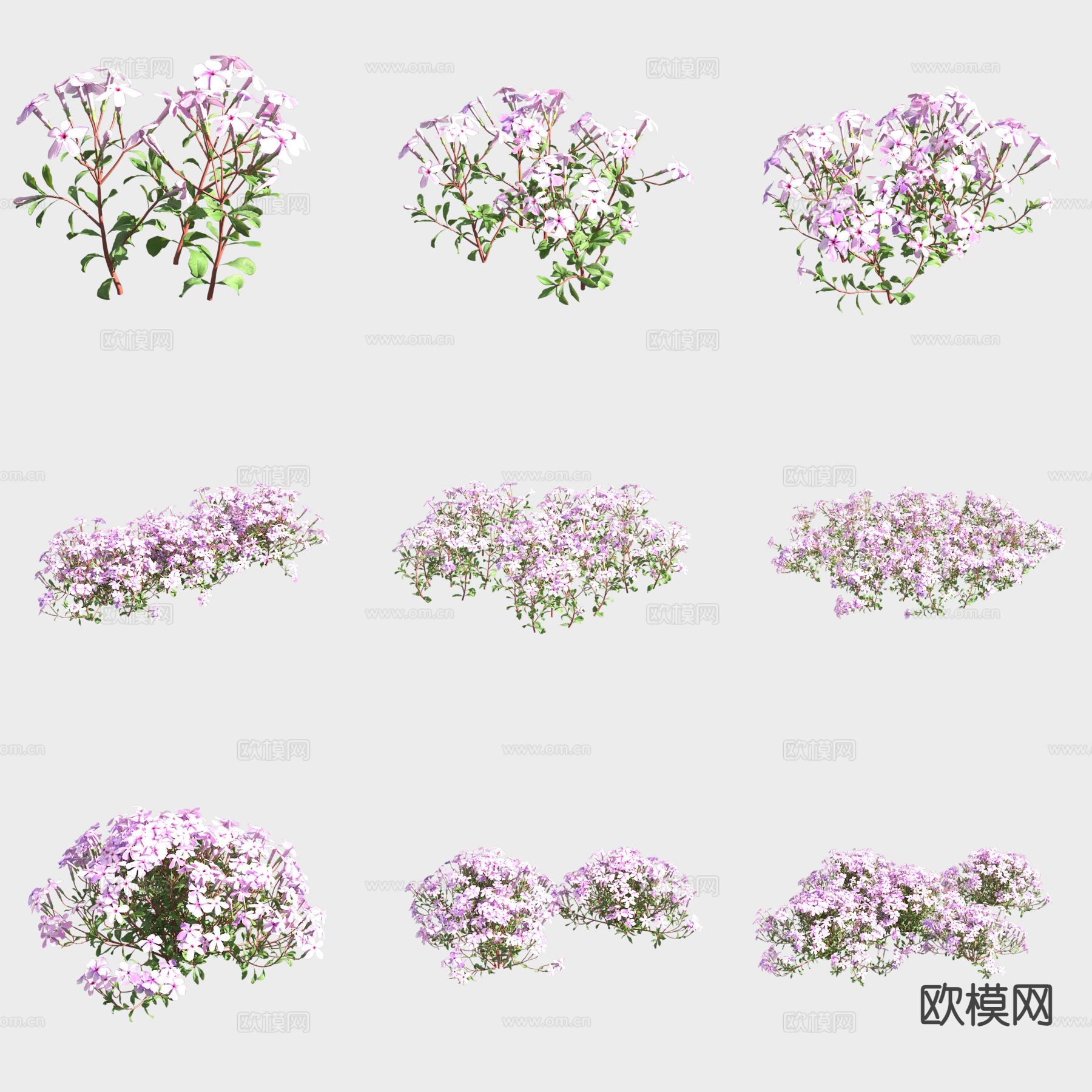 匍匐福禄考花草3d模型