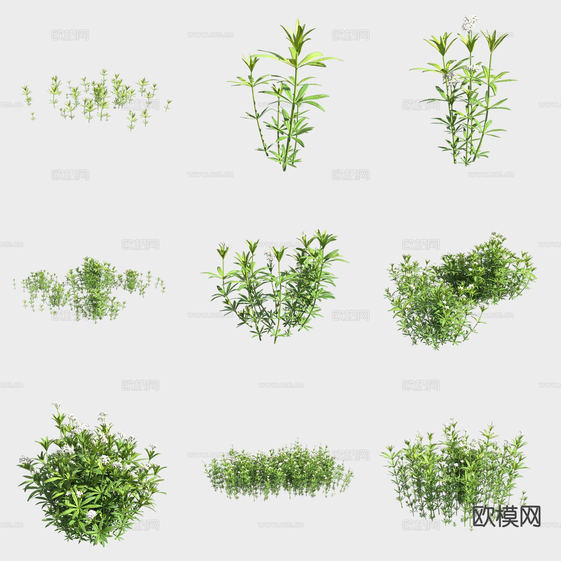 车轴草 花草3d模型