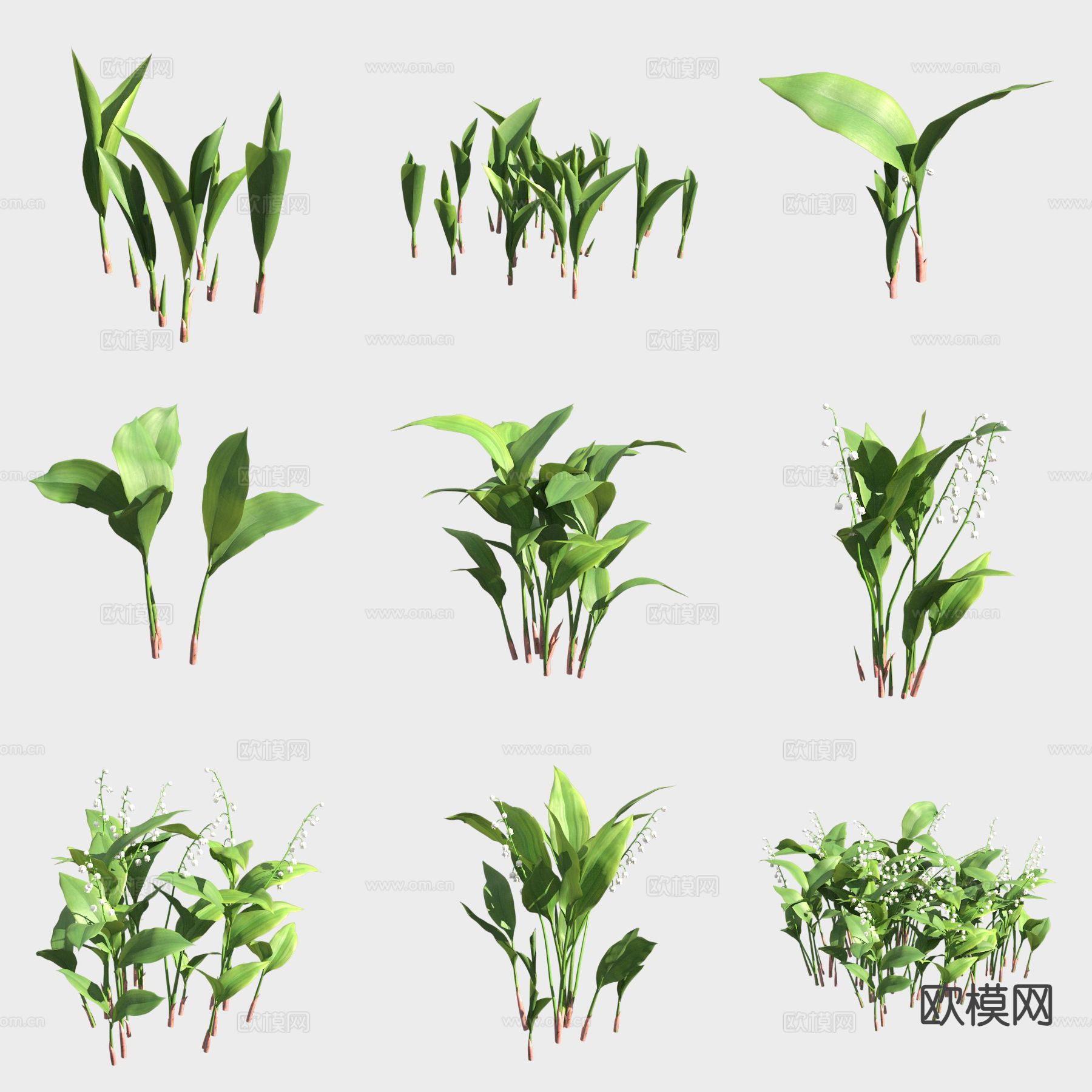 欧铃兰 花草3d模型