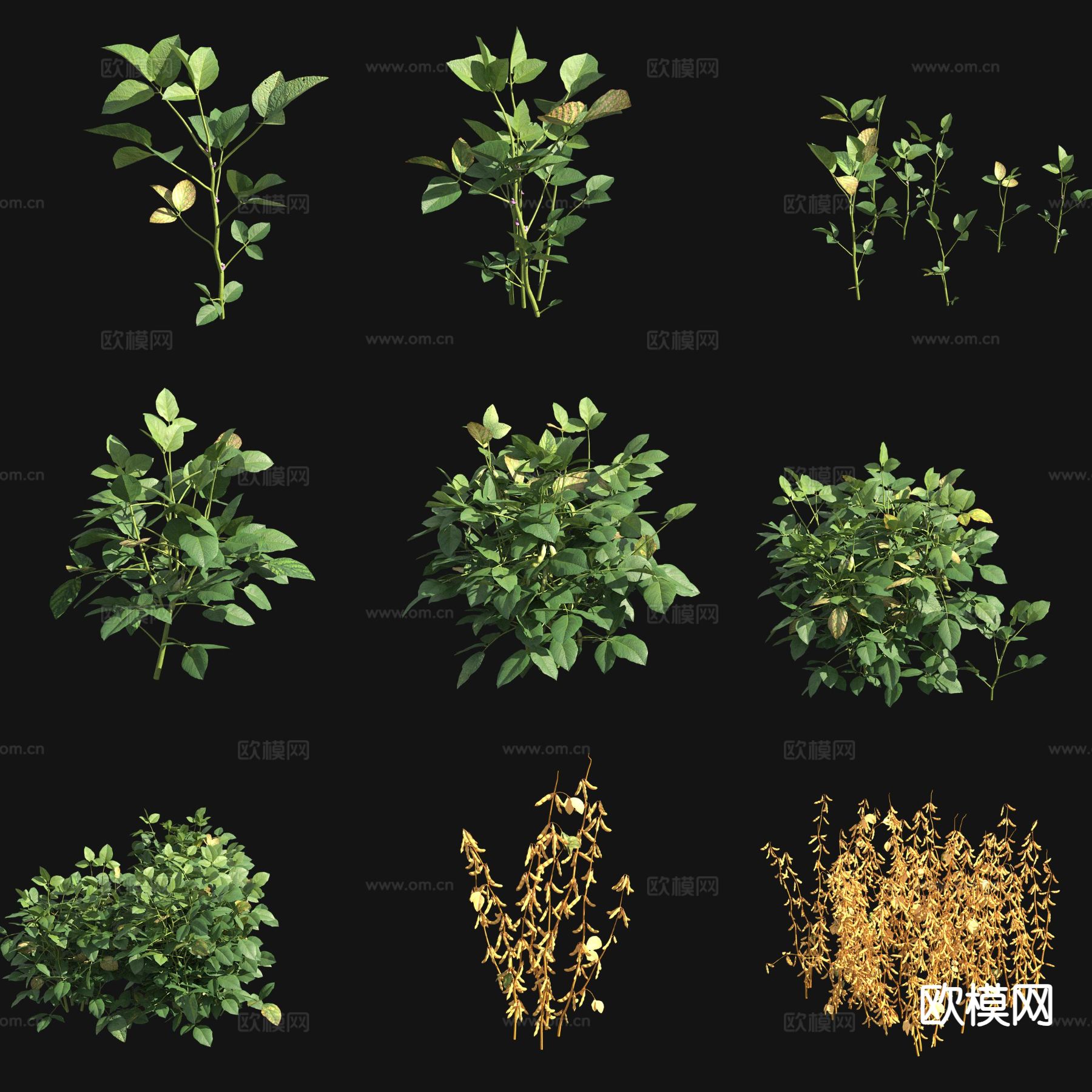 大豆苗 豆子 蔬菜3d模型下载