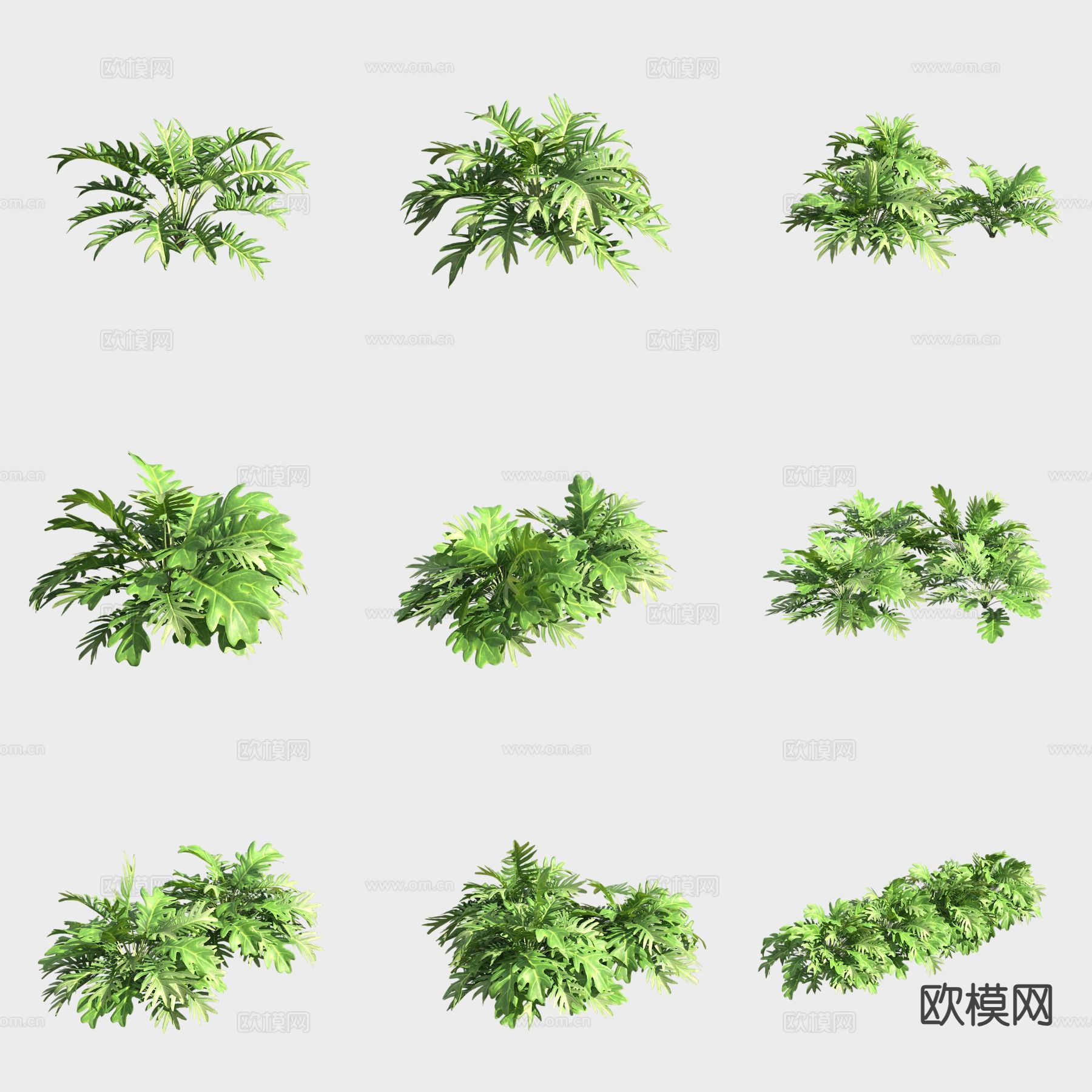 仙羽蔓绿绒花草3d模型