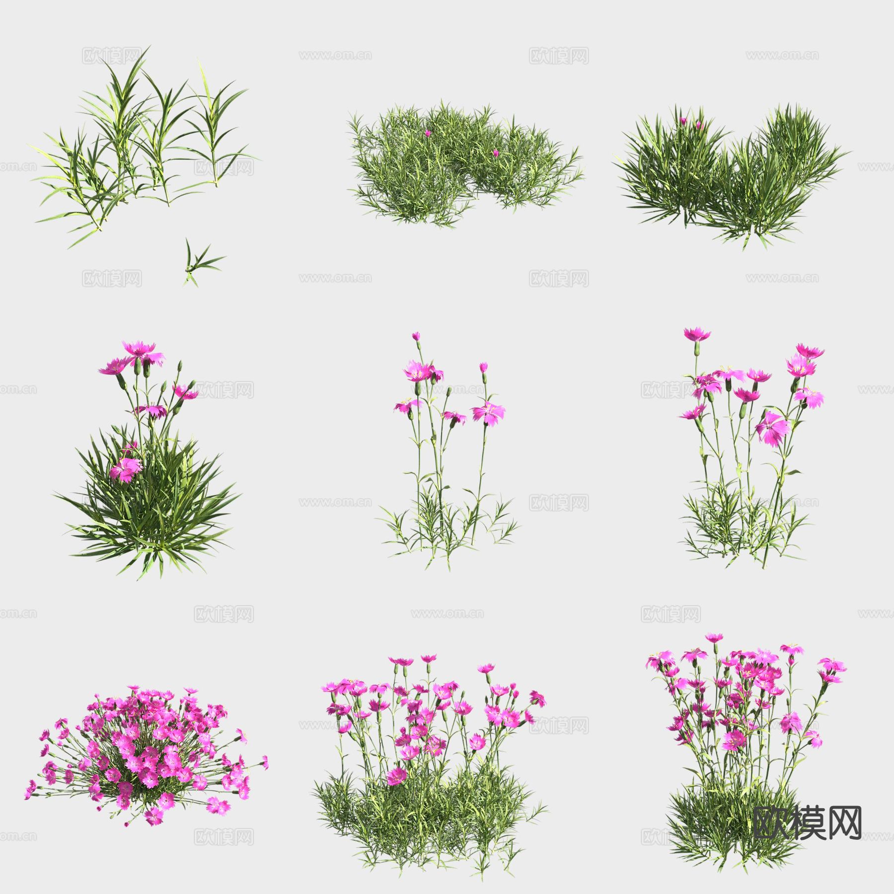 蓝灰石竹 花草3d模型