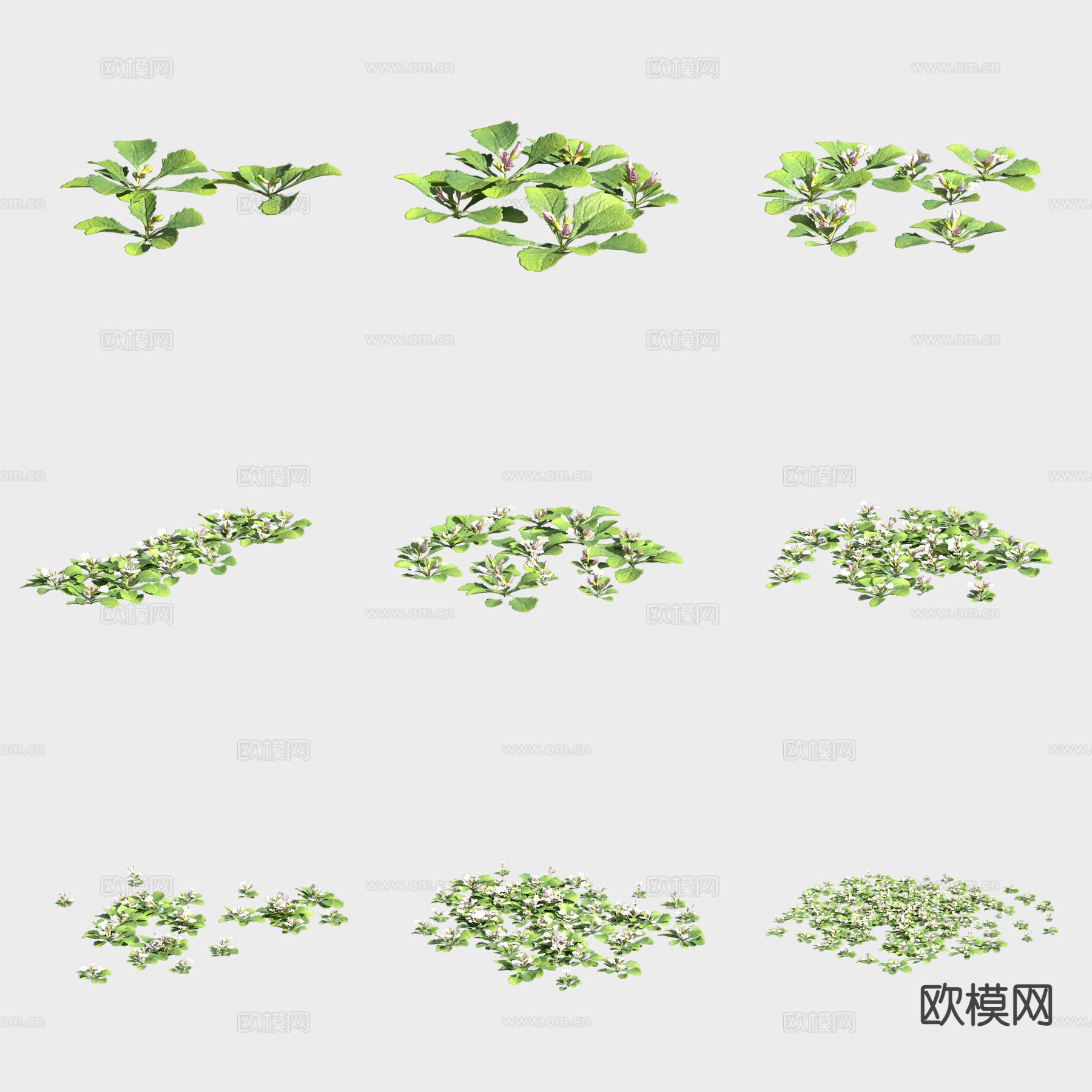 通泉草 花草3d模型