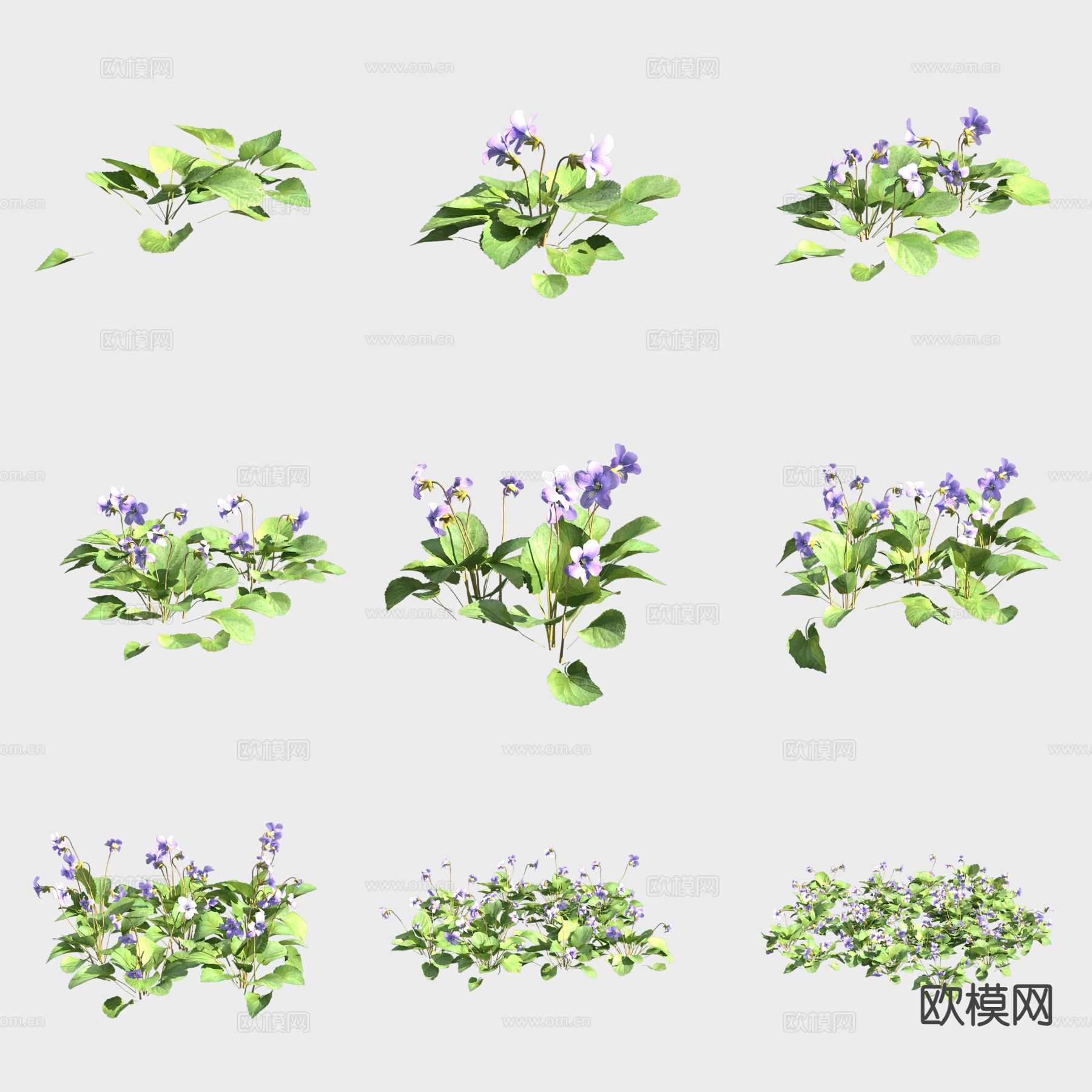 习见蓝堇菜花草3d模型