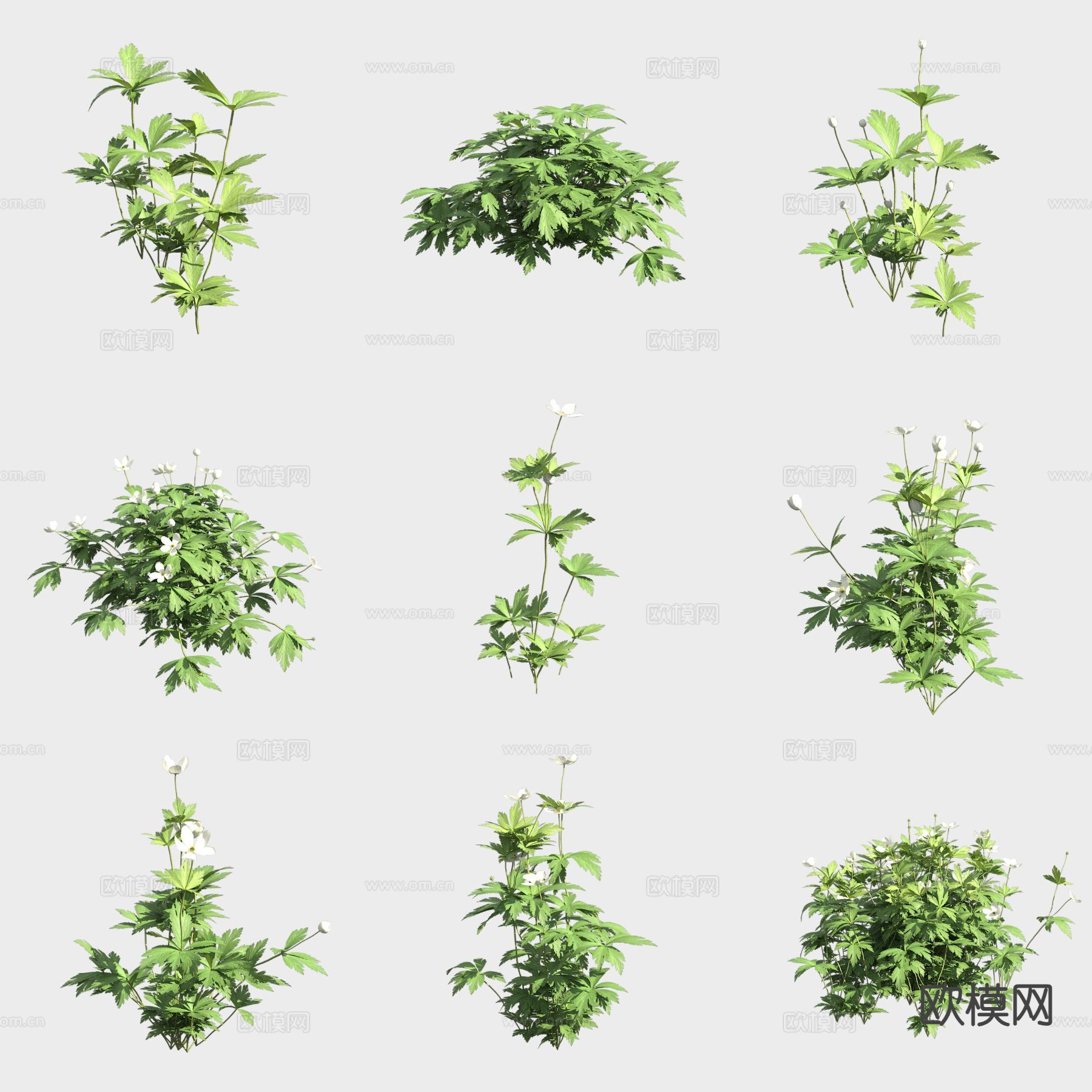 汉荭鱼腥草 花草3d模型