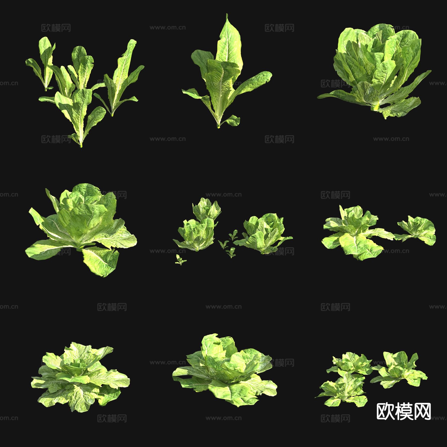 生菜 莴苣 蔬菜3d模型