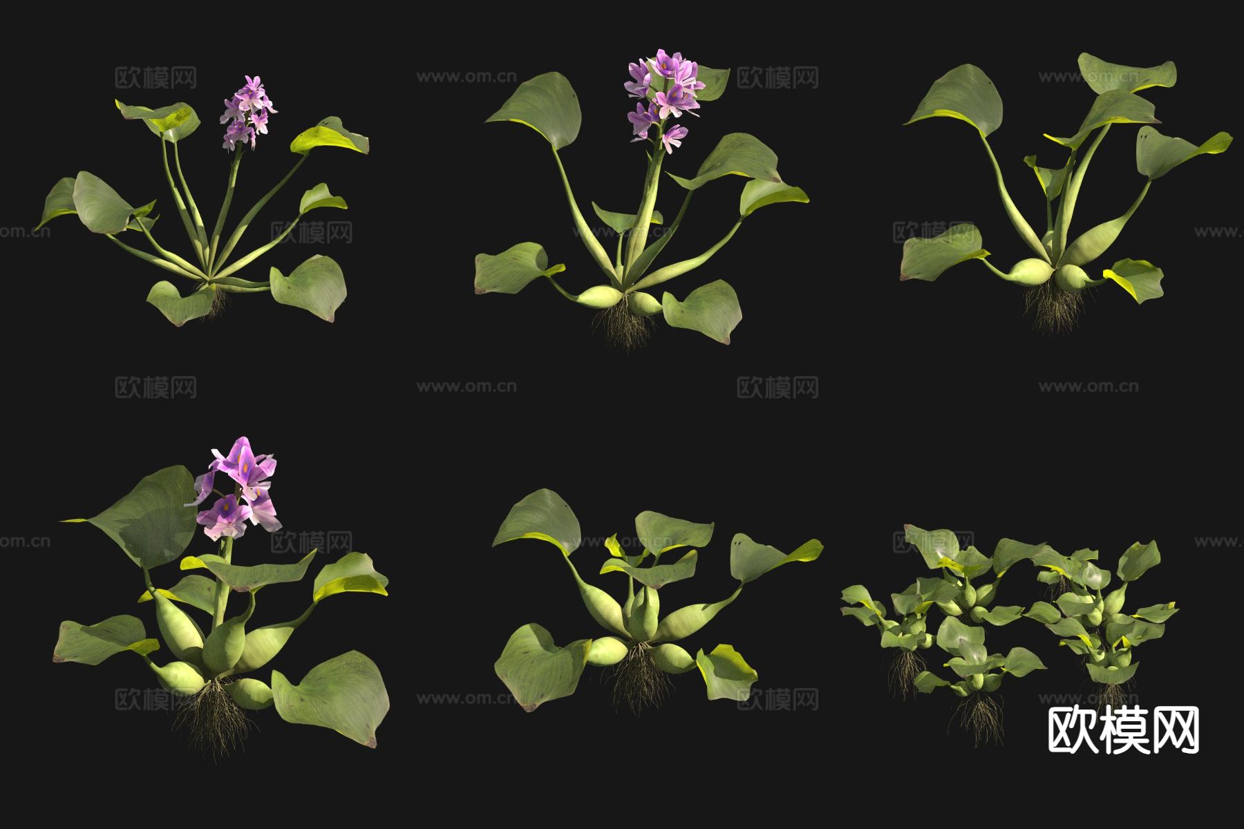 凤眼莲 水葫芦3d模型