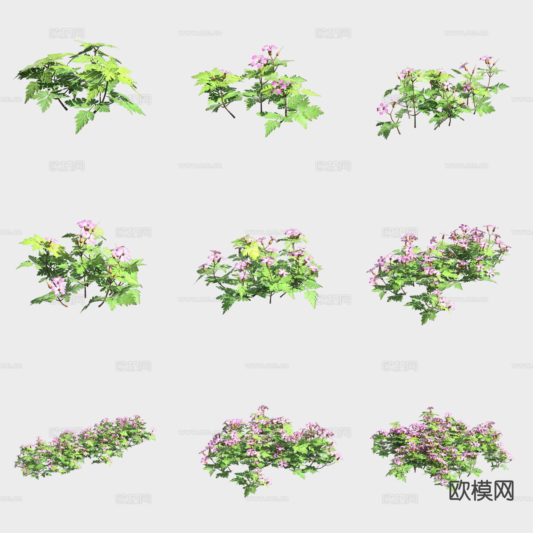 汉荭鱼腥草 花草3d模型