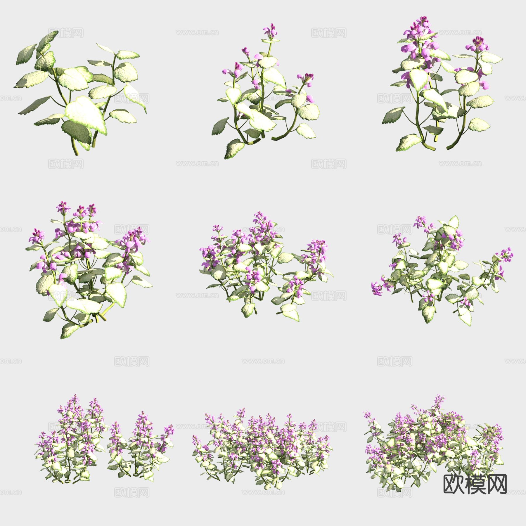 紫花野芝麻花草3d模型