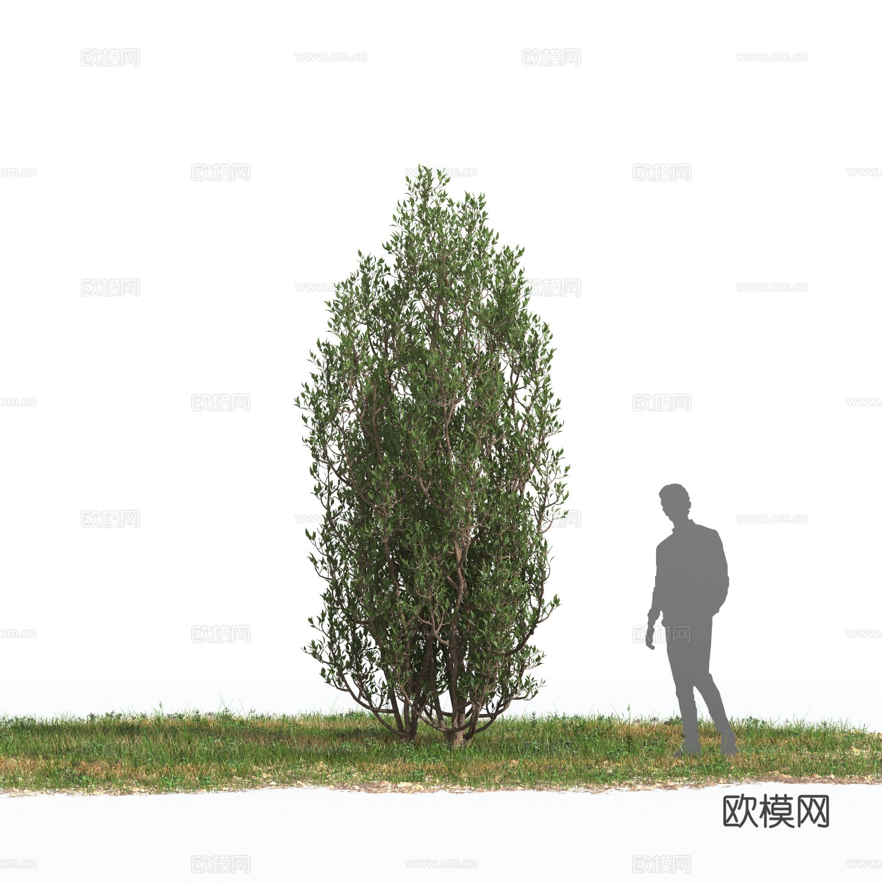 橄榄树 地中海植物3d模型