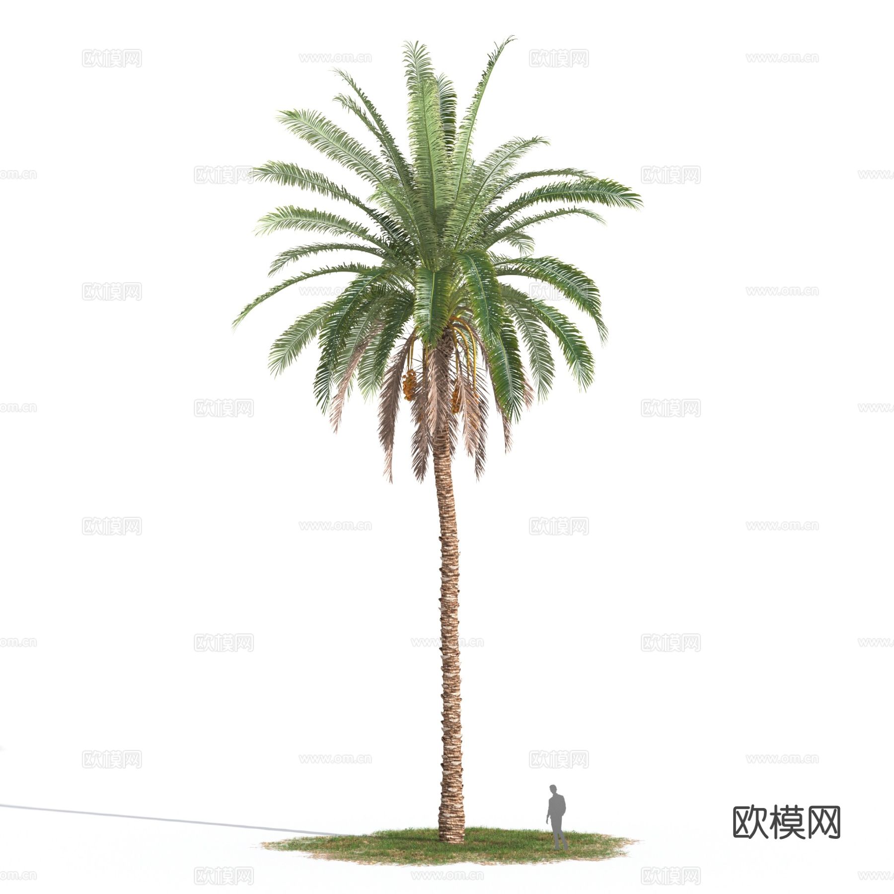 加拿利海枣 地中海植物 热带植物3d模型