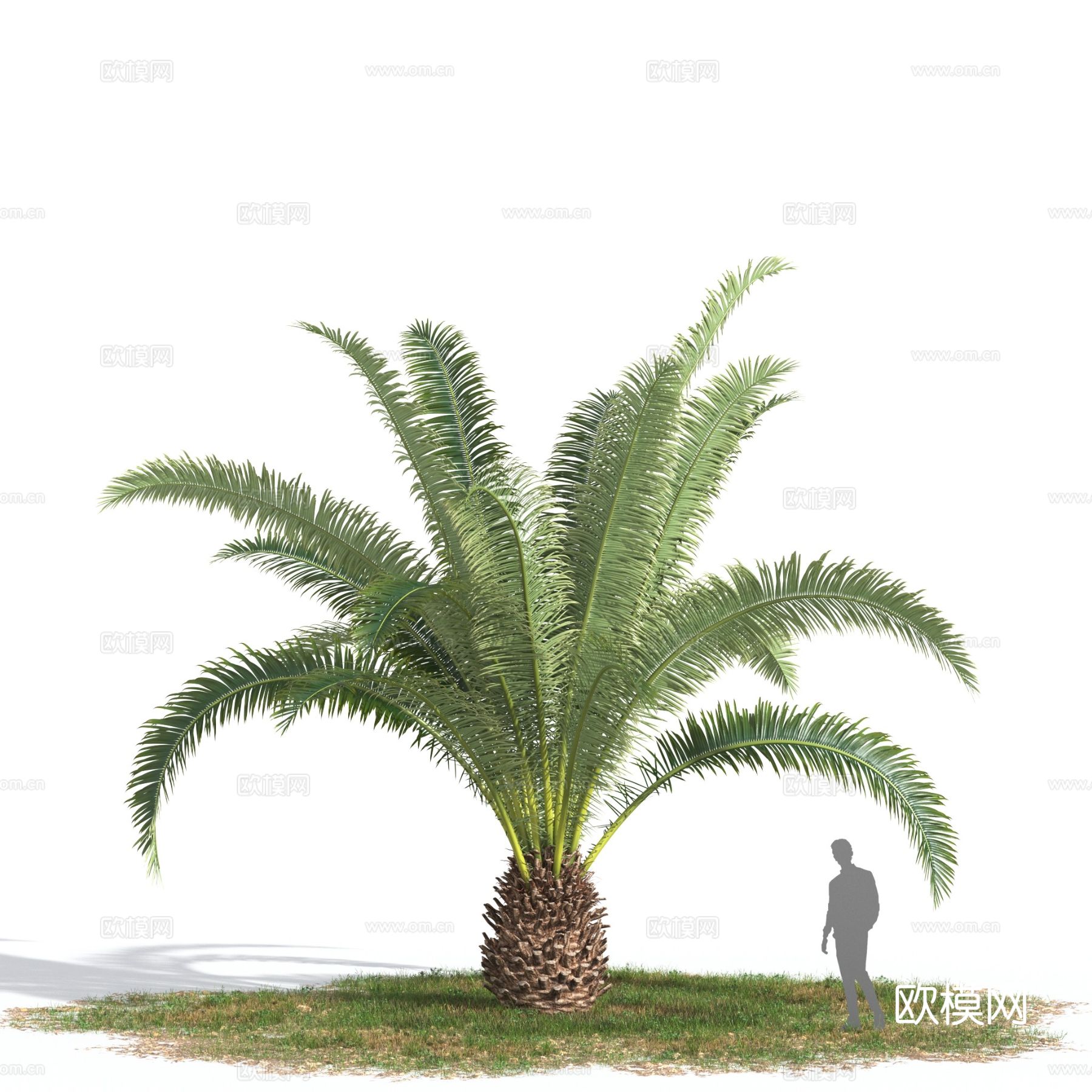 加拿利海枣 地中海植物 热带植物3d模型