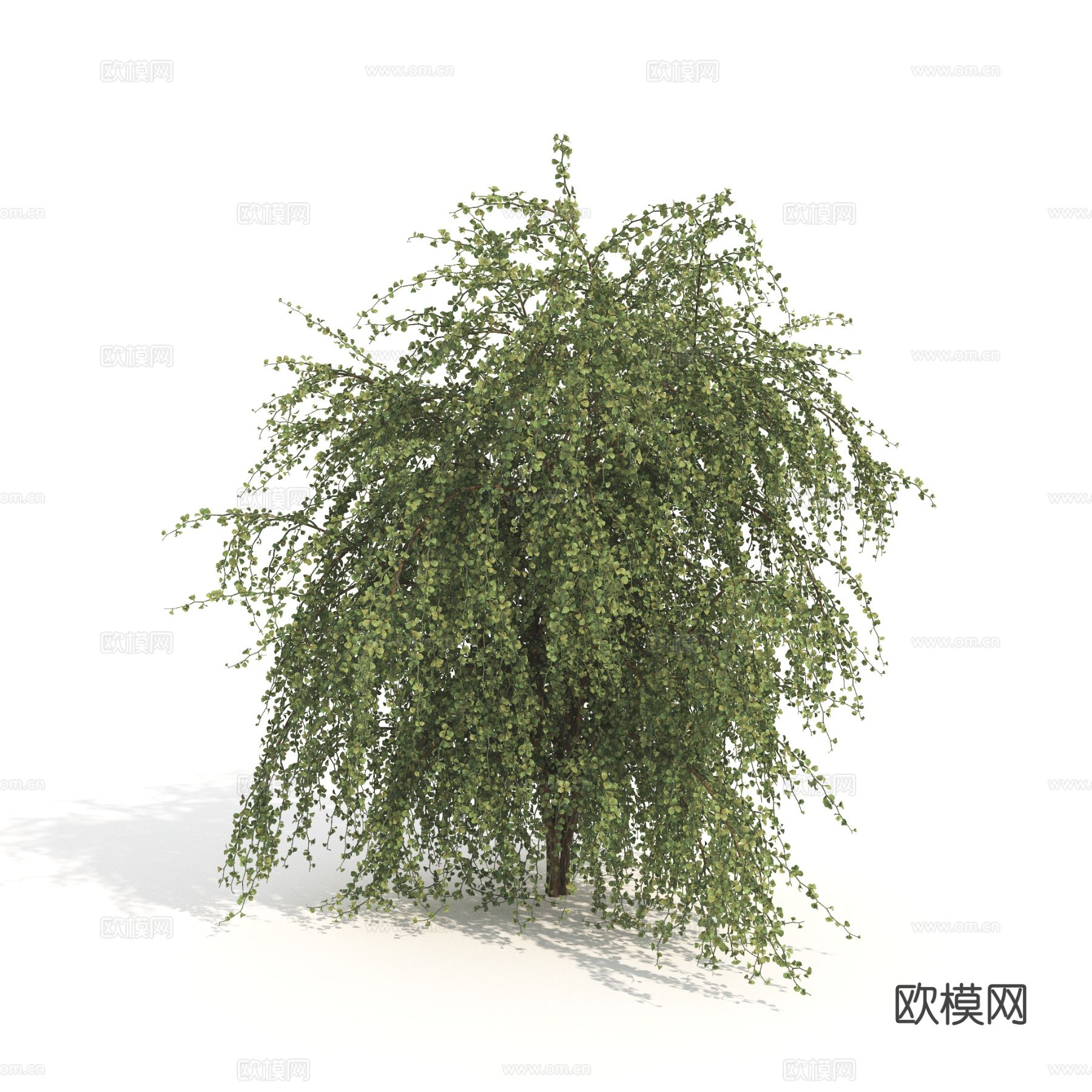 大灌木 植物 树木3d模型