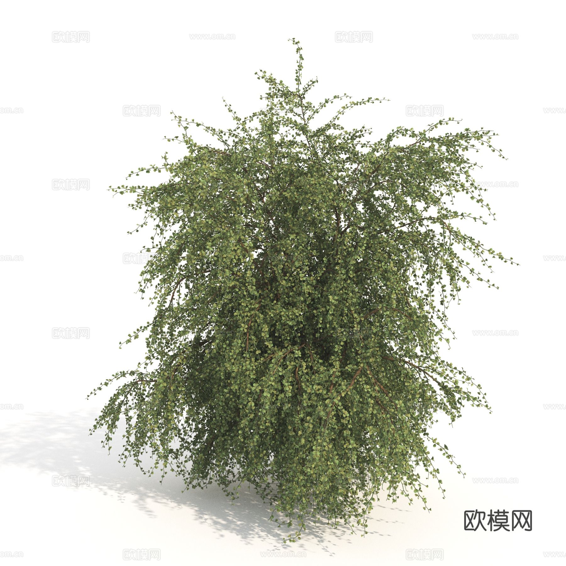 大灌木 植物 树木3d模型