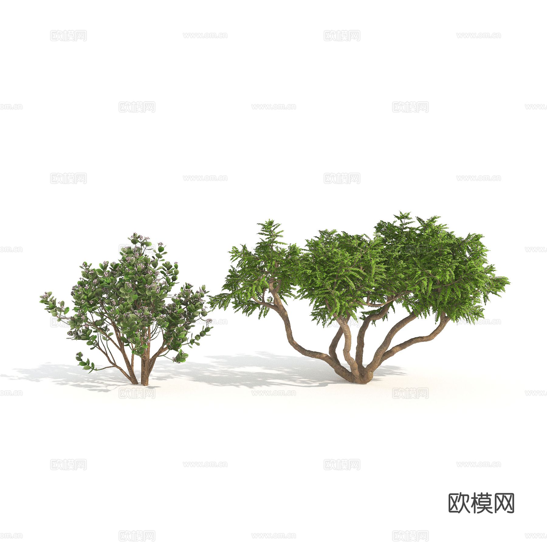 矮灌木 树木 植物3d模型