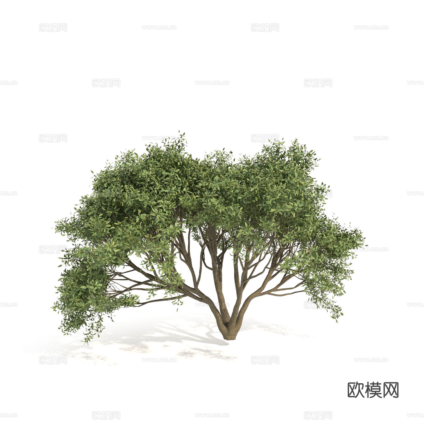 矮灌木 植物 树木3d模型