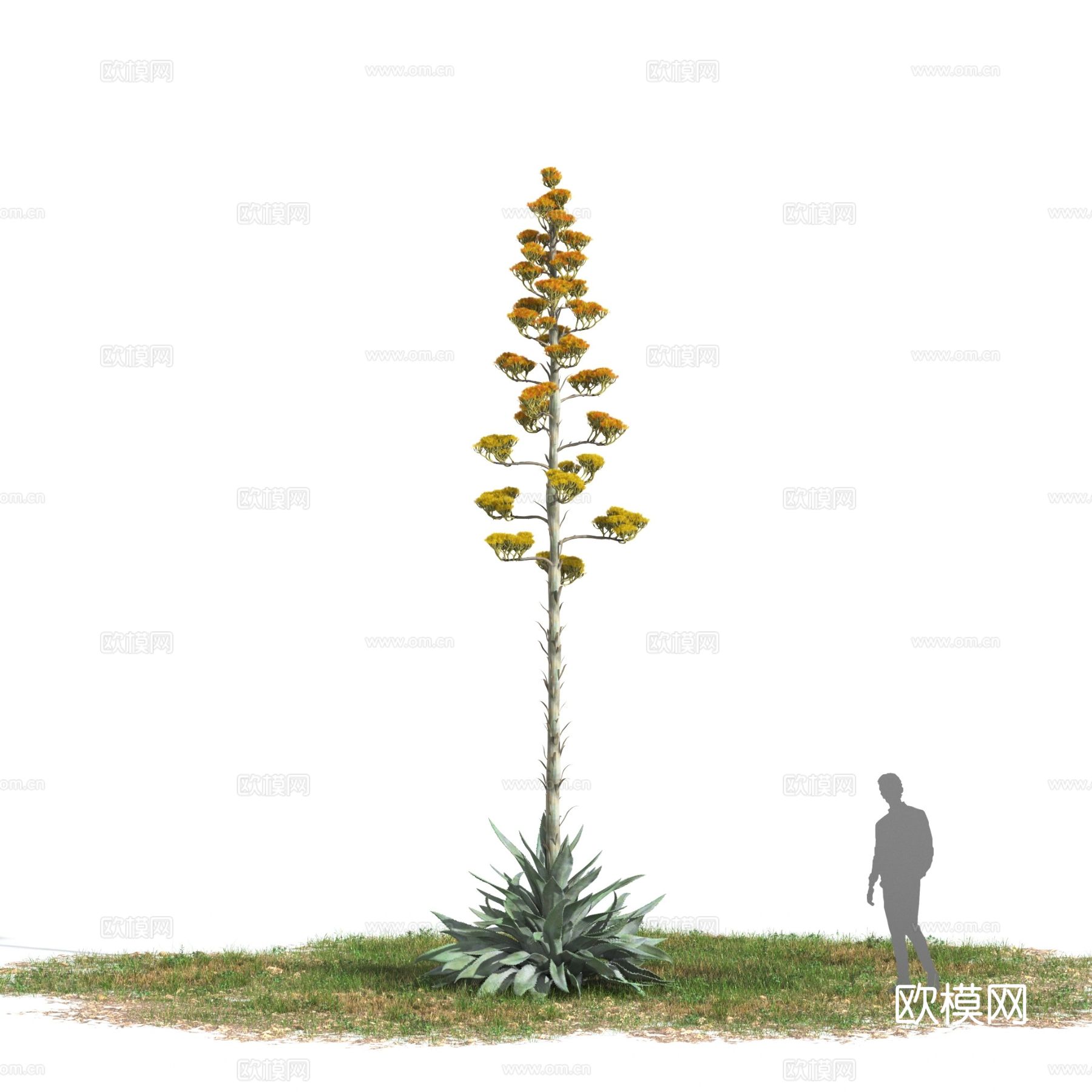 龙舌兰地中海植物 花草3d模型下载