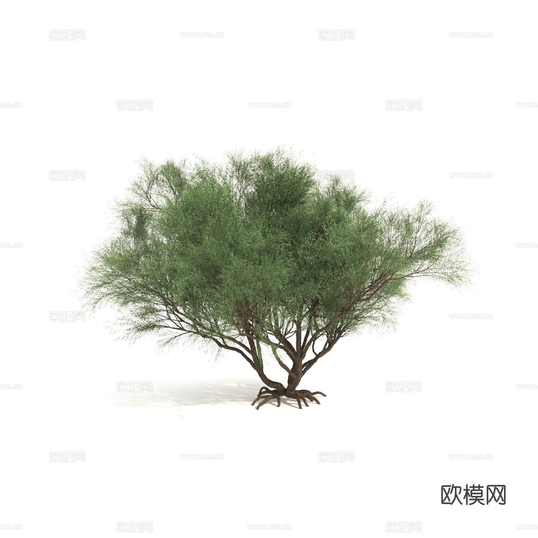 大灌木 植物 树木3d模型