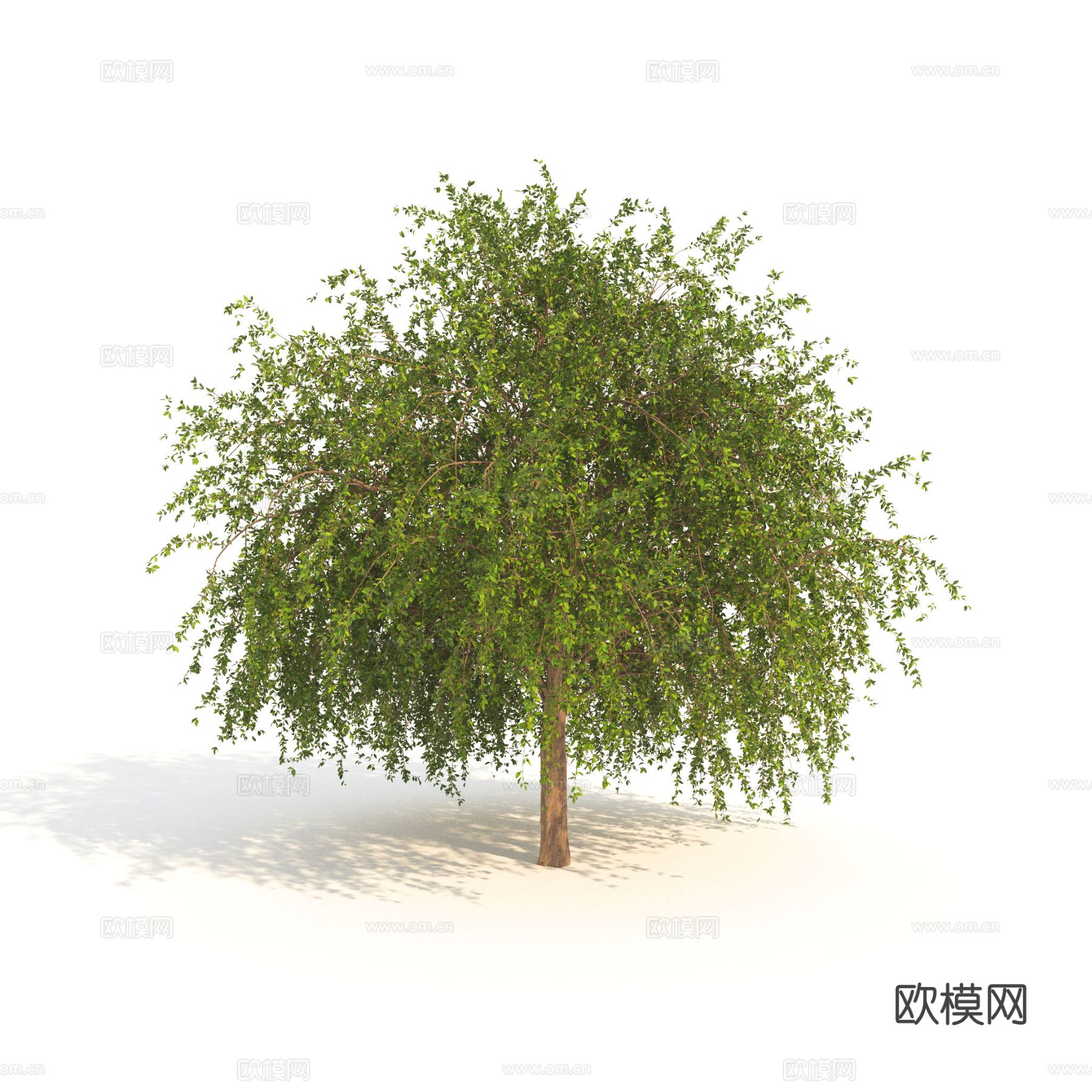 景观树 树木 乔木 矮树3d模型下载