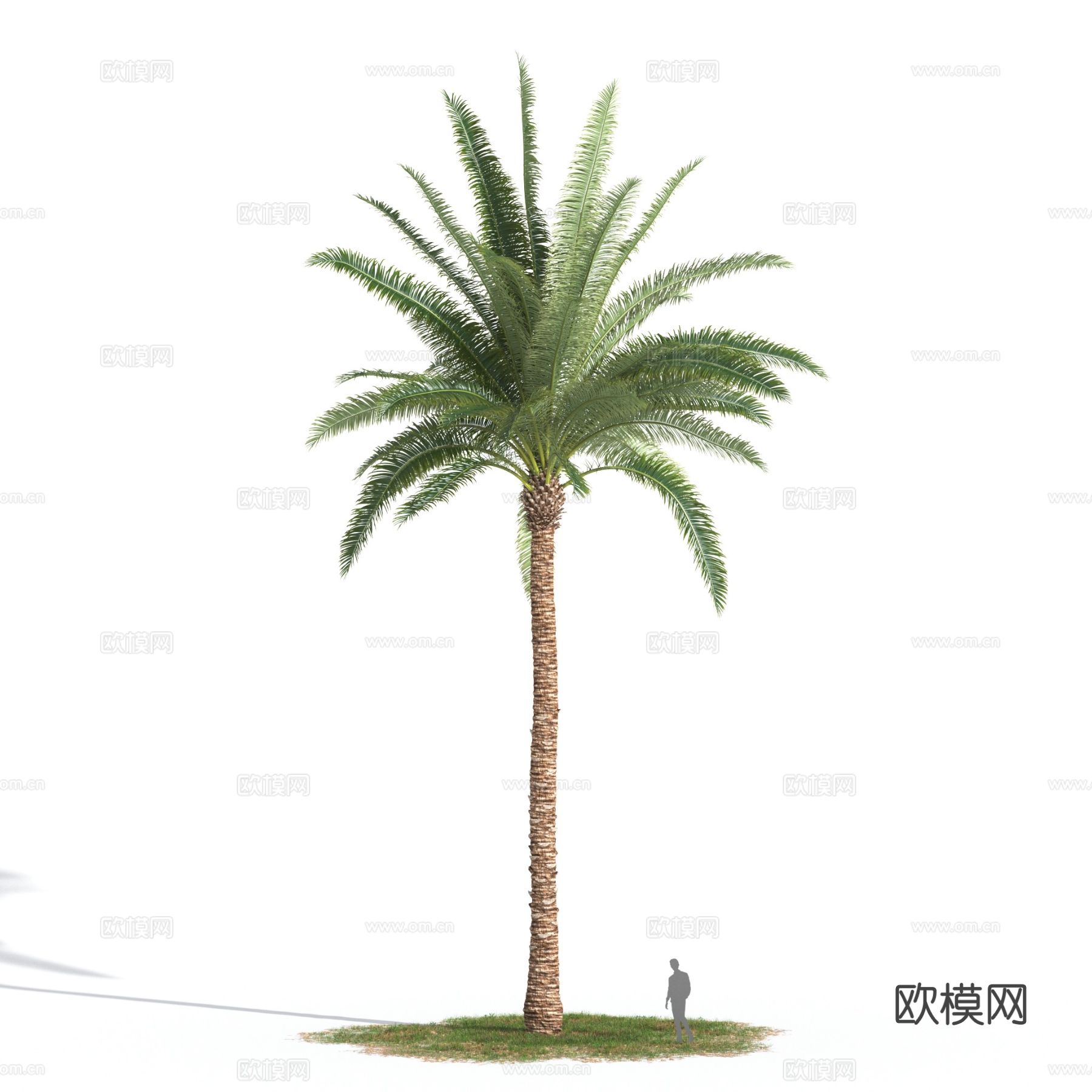 加拿利海枣 地中海植物 热带植物3d模型