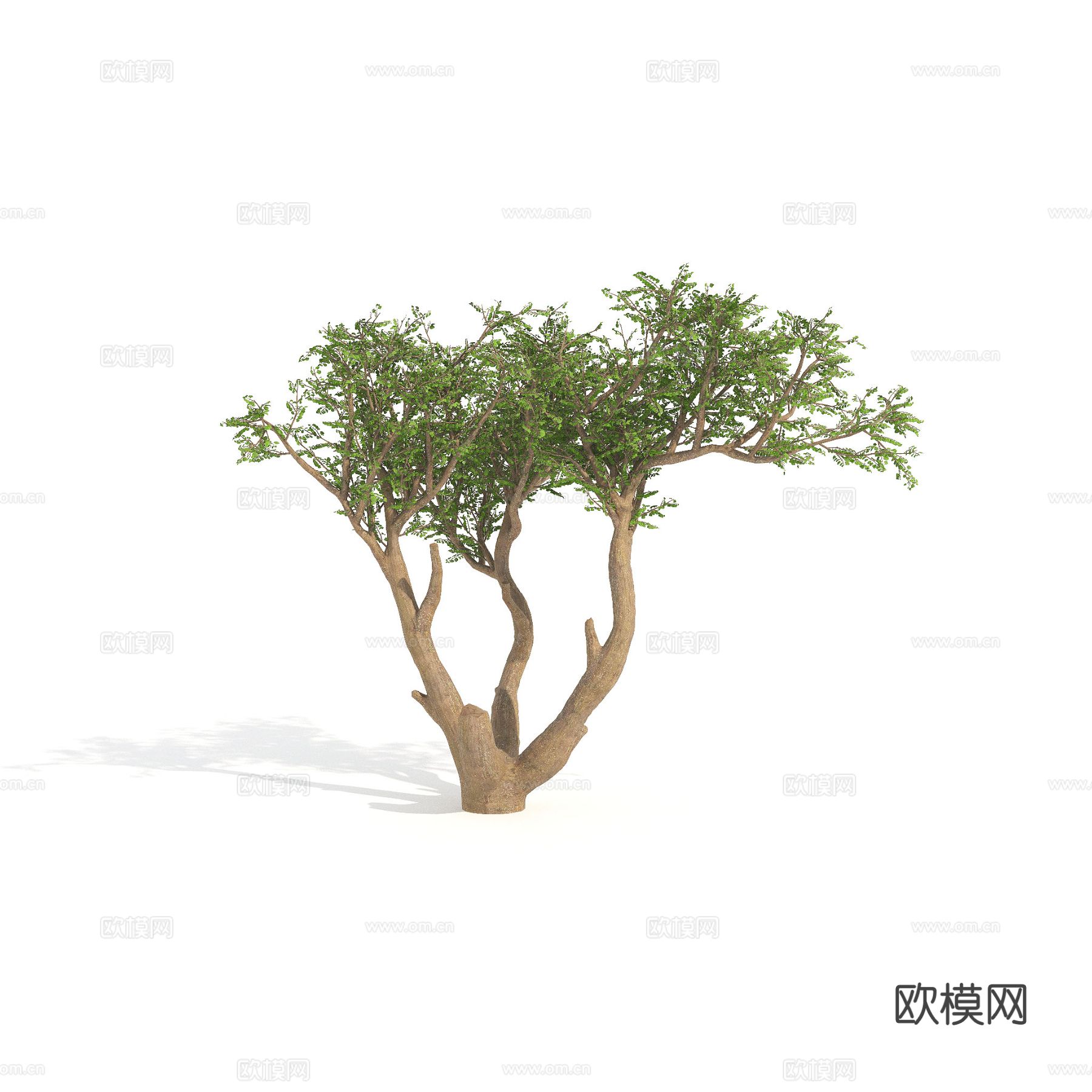 矮灌木 植物 树木3d模型