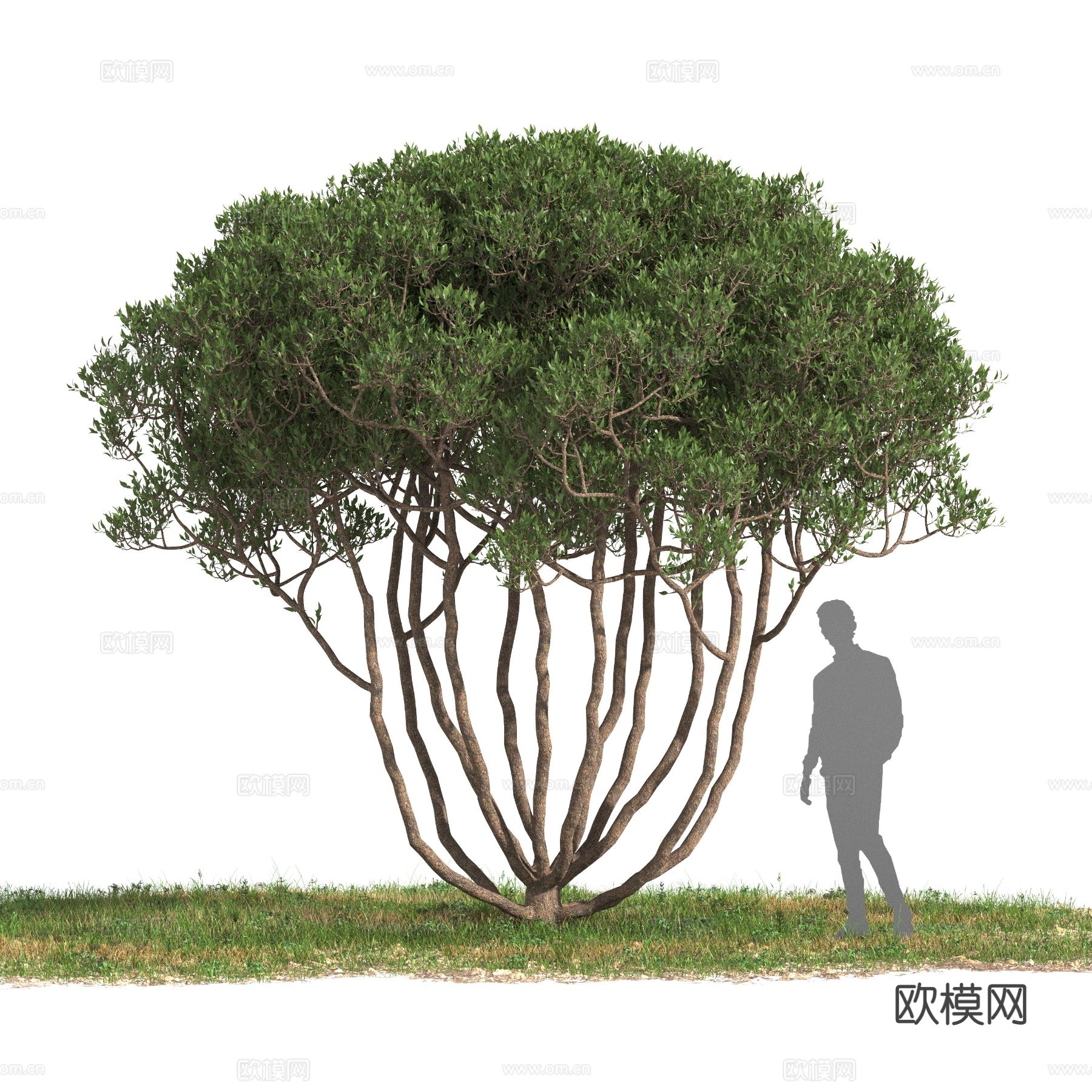 橄榄树 地中海植物3d模型