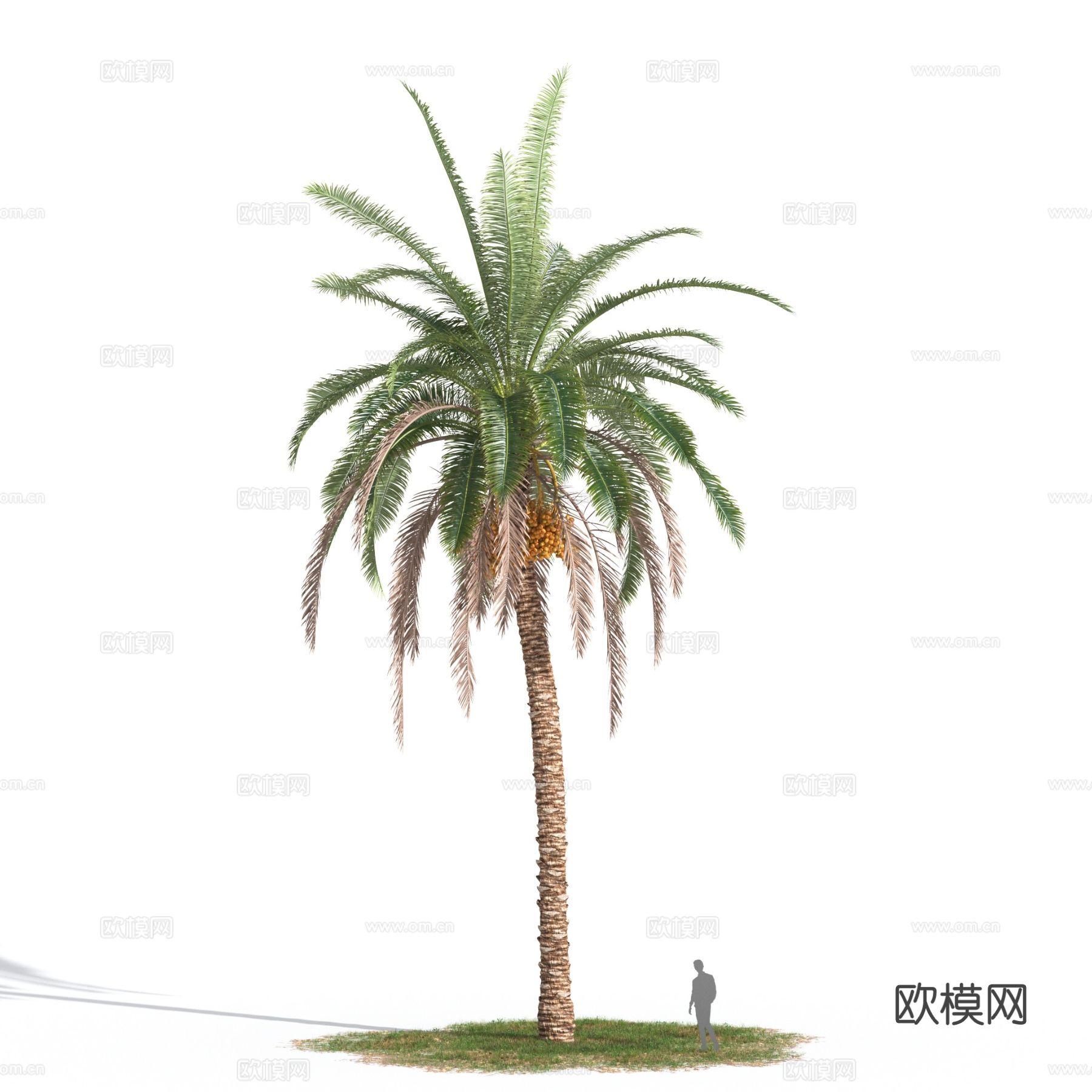 加拿利海枣 地中海植物 热带植物3d模型