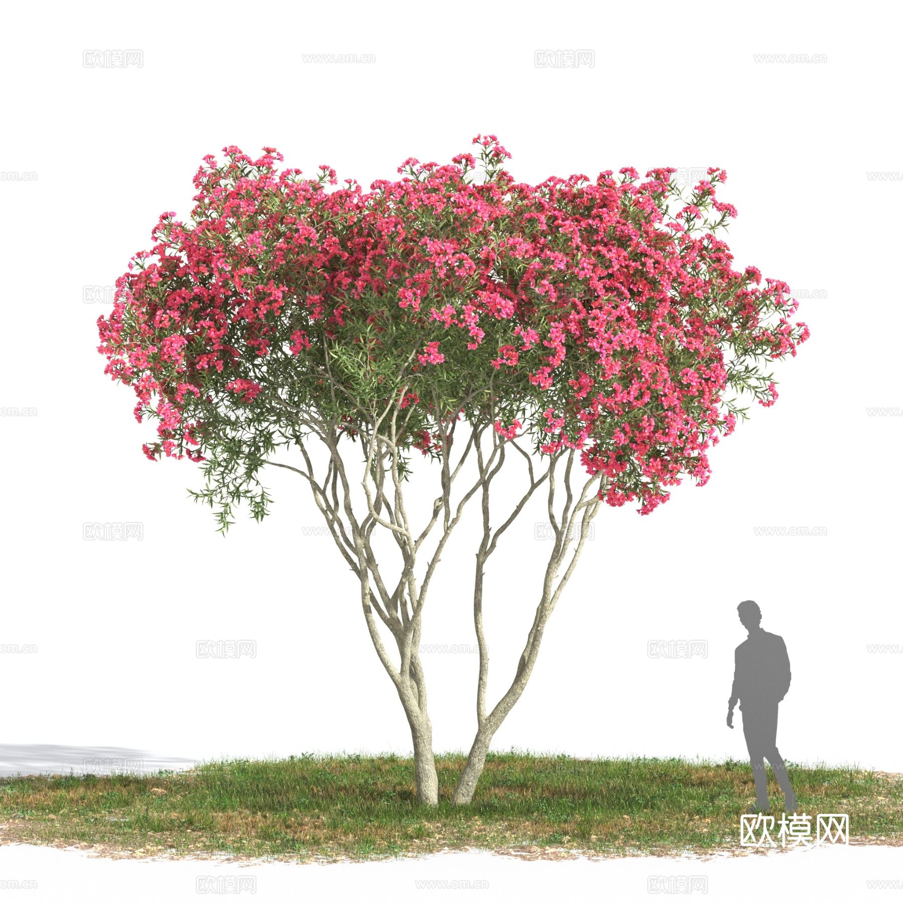 夹竹桃花树地中海 花树免费3d模型