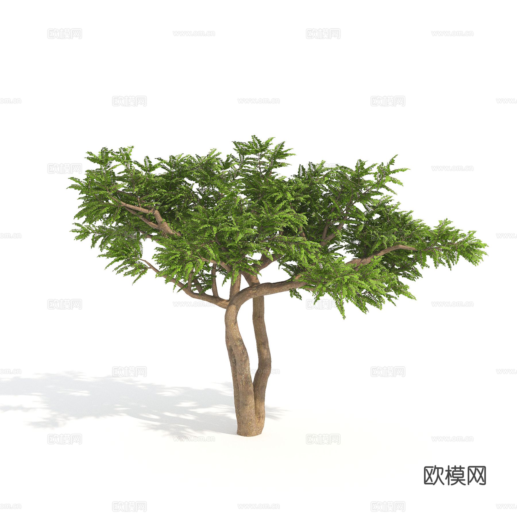 矮灌木 树木 植物3d模型下载