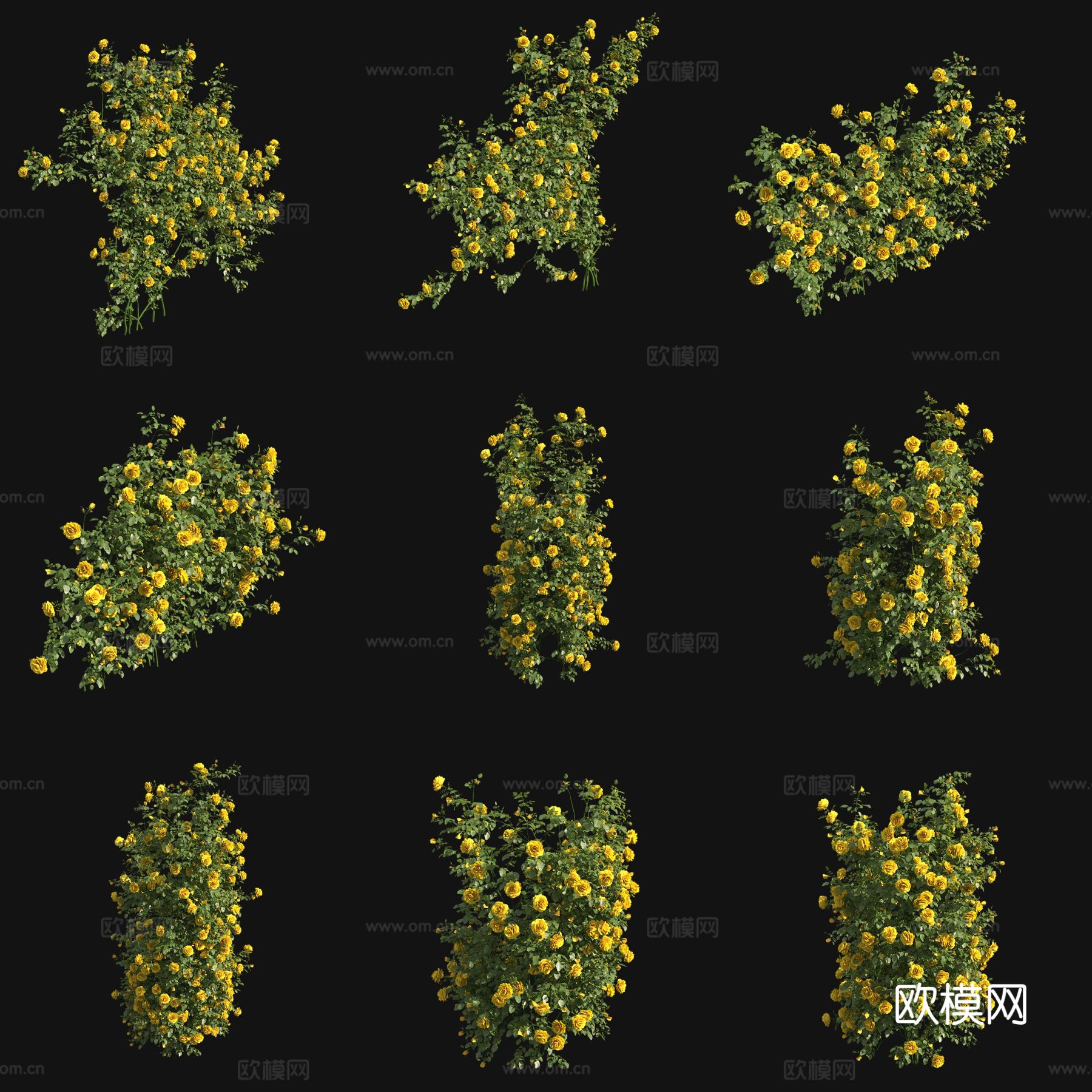 草原玫瑰爬藤 藤蔓3d模型