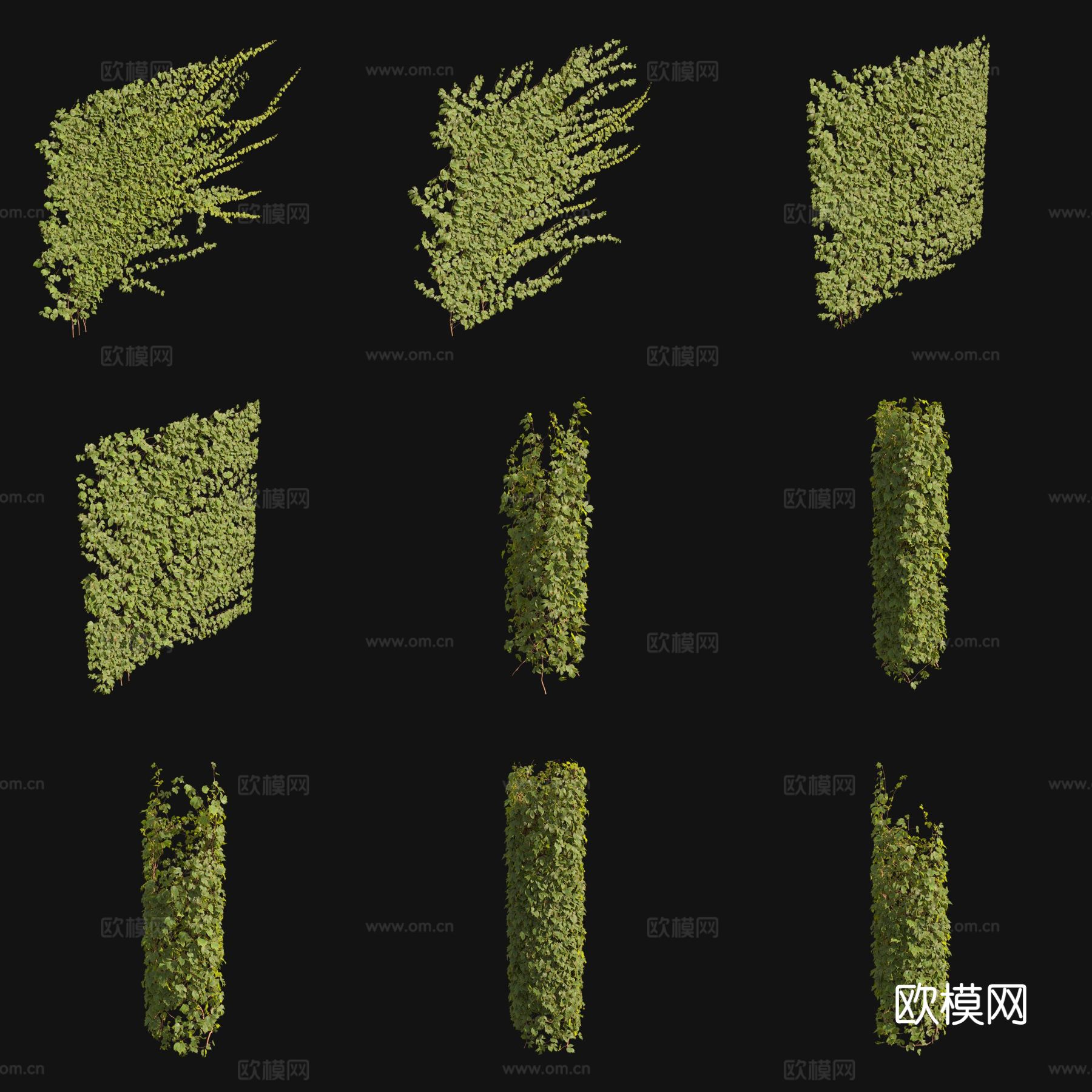 爬山虎 锦爬藤 藤蔓3d模型