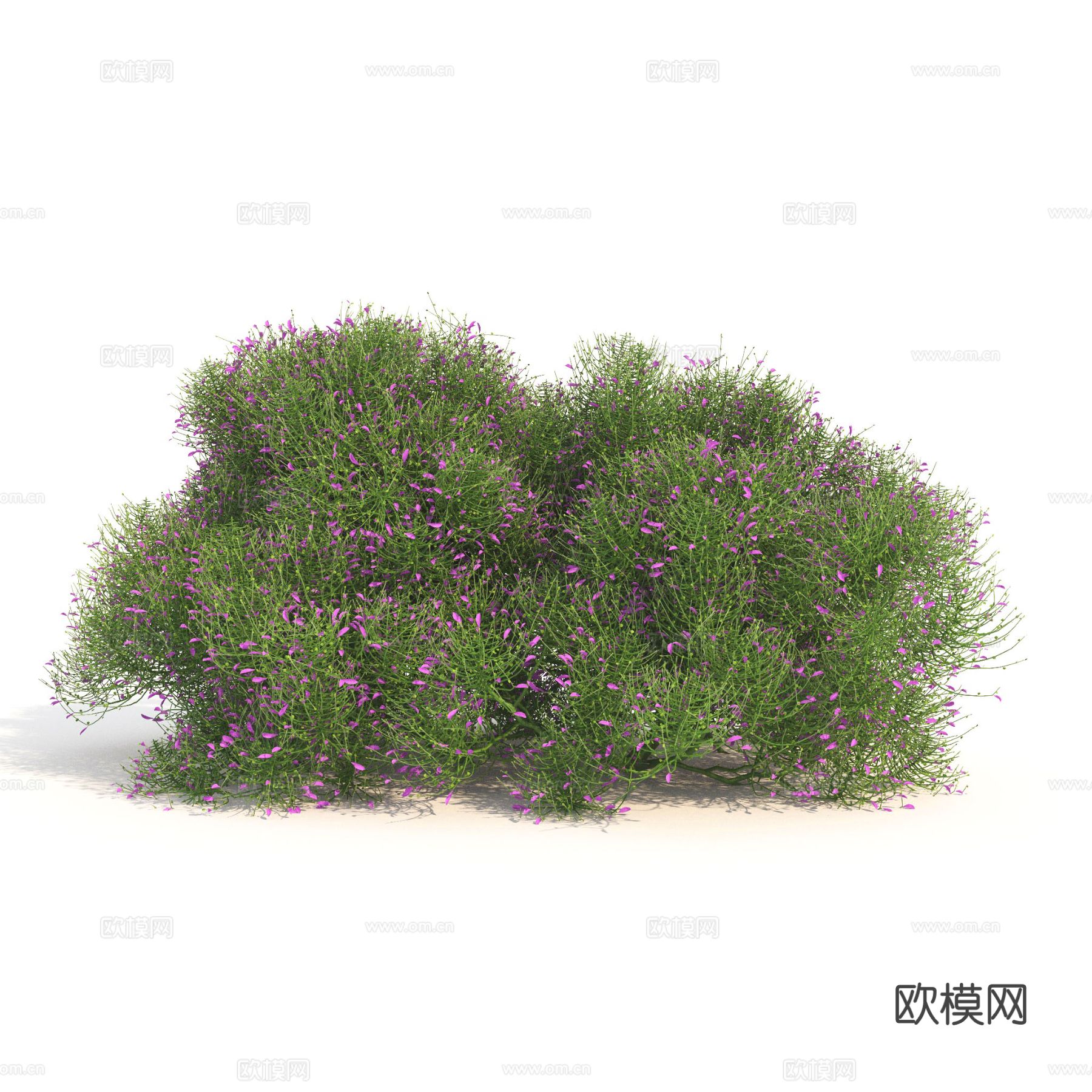 矮灌木 植物3d模型