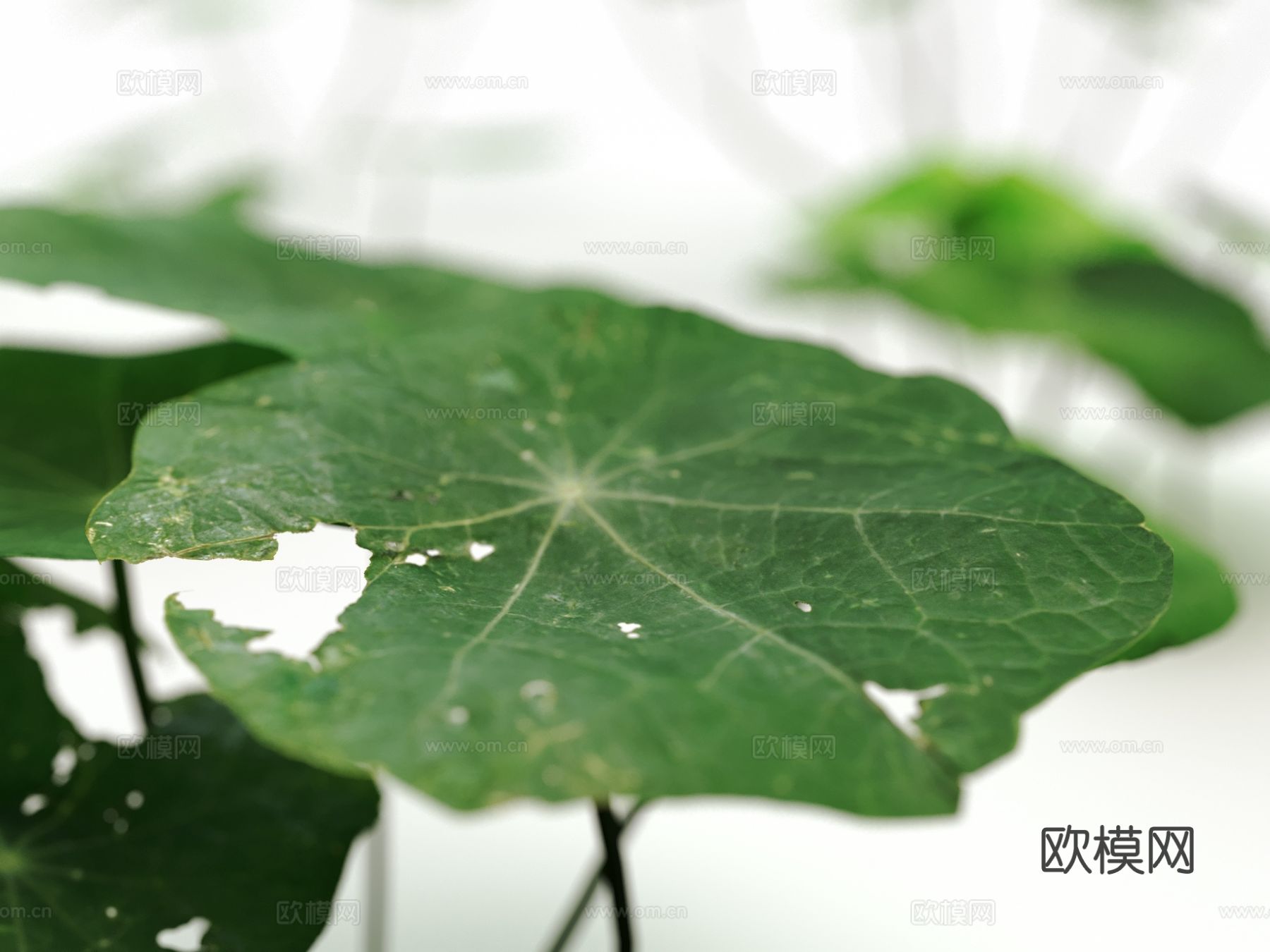 写实三叶草 植物 绿植 花草3d模型