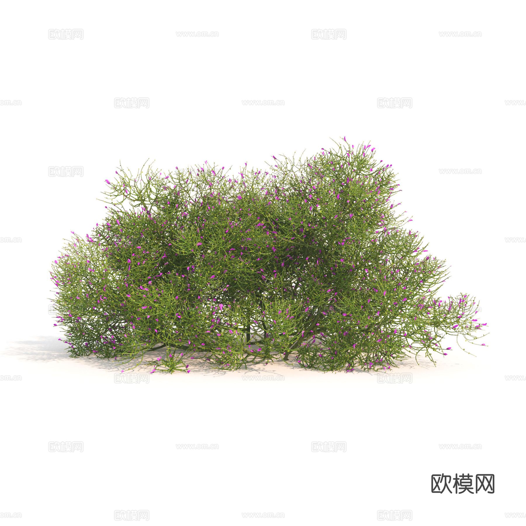 矮灌木 植物3d模型