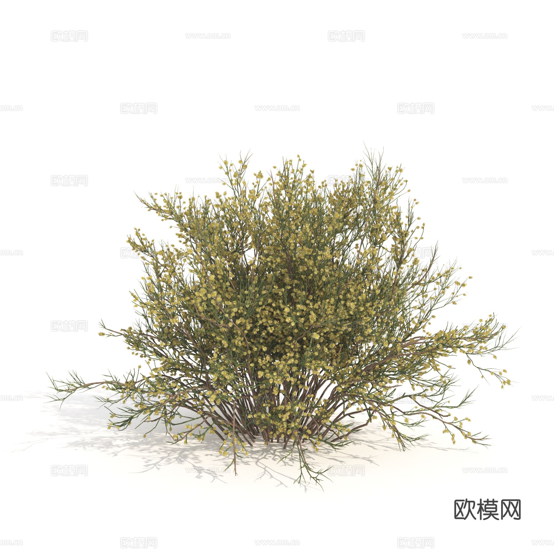 植物 绿植 灌木 花草3d模型